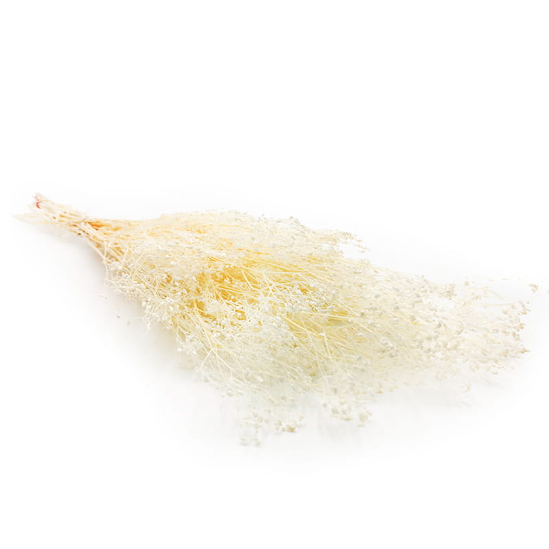 

Gipsówka Bielona Stabilizowana Gypsophila
