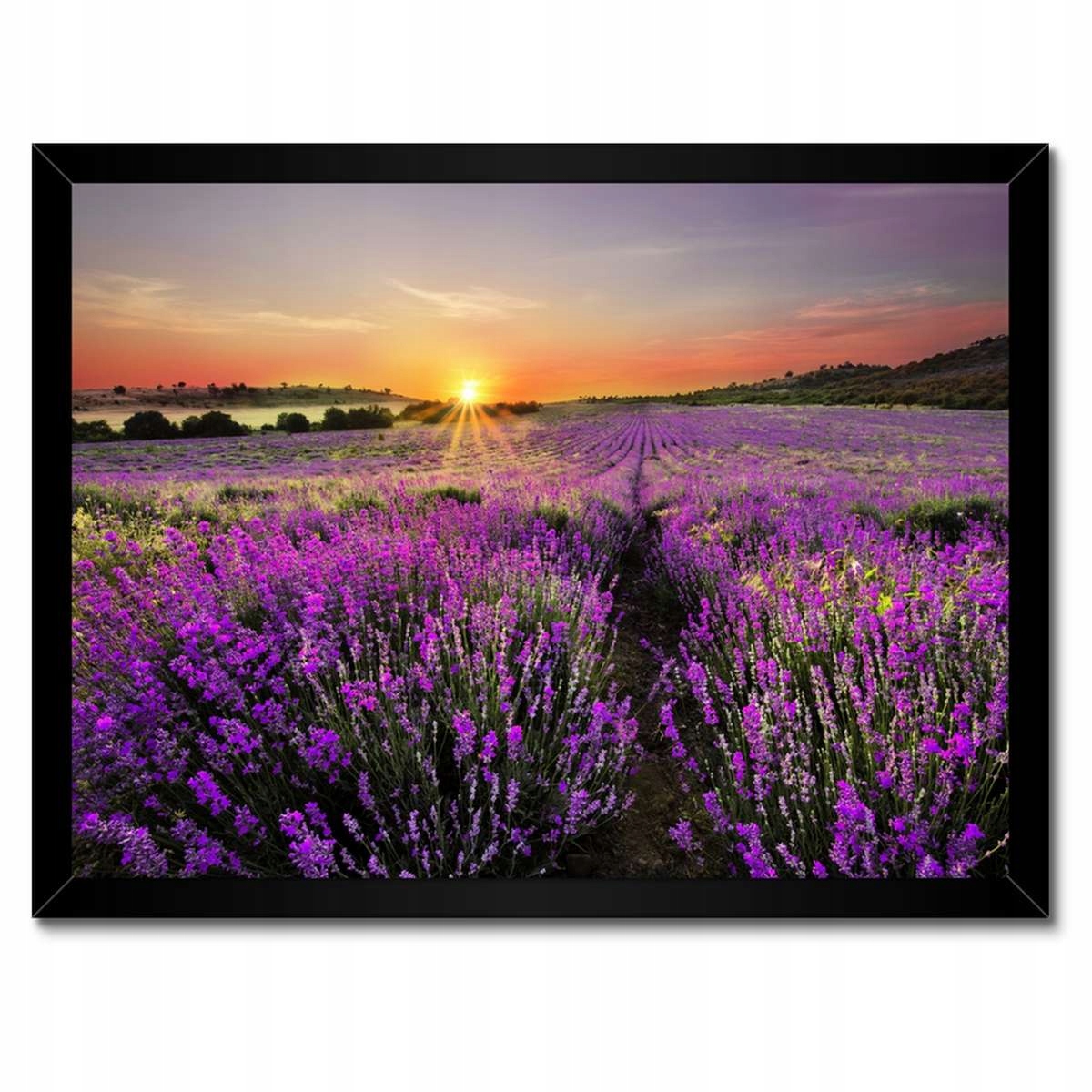Plakáty v rámu 40x30 Levandulová louka