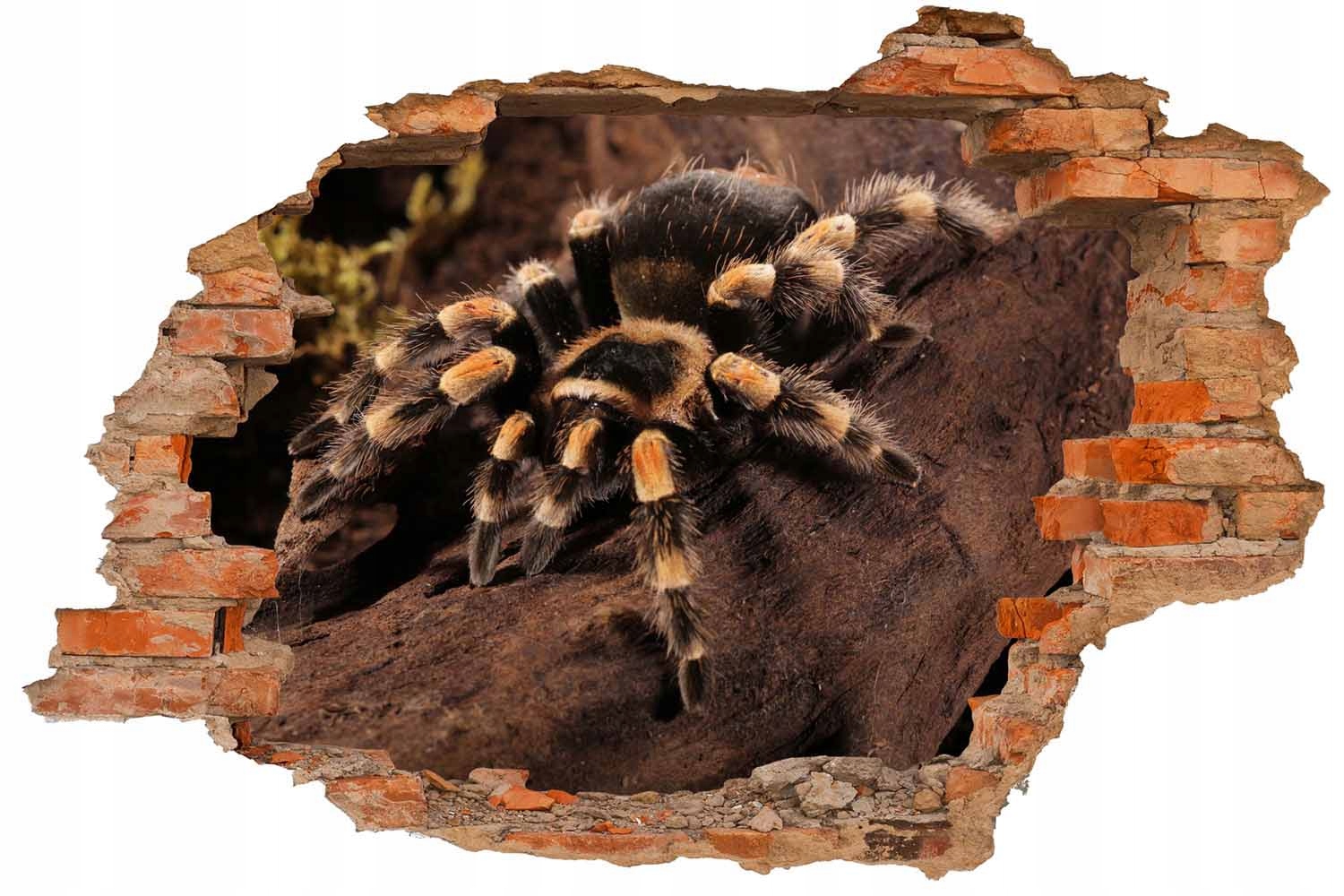 

Fototapeta 3D Dziura Ścienna Pająk Ptasznik