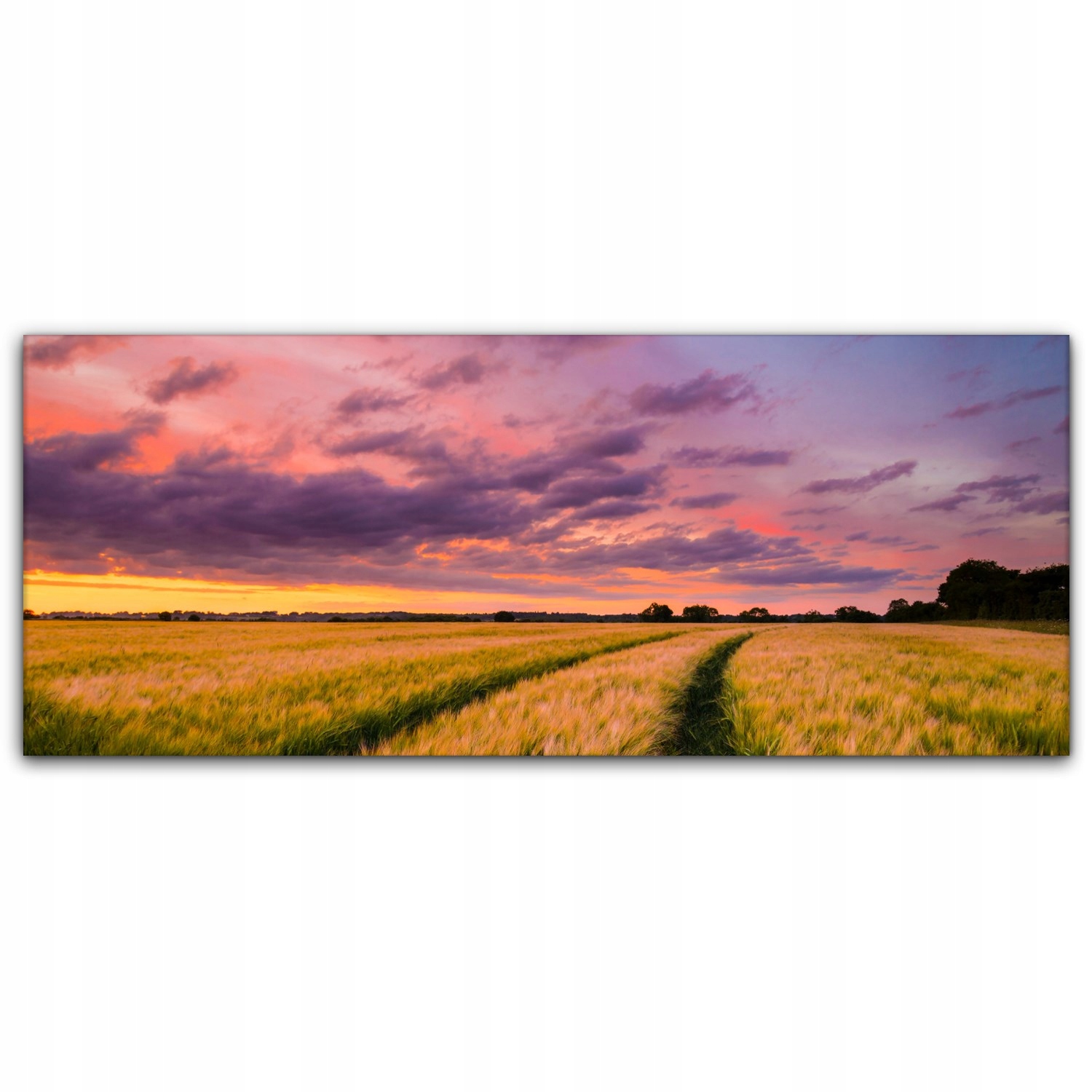 

foto-obraz na płótnie 125x50 Pole Pszenicy Słońce