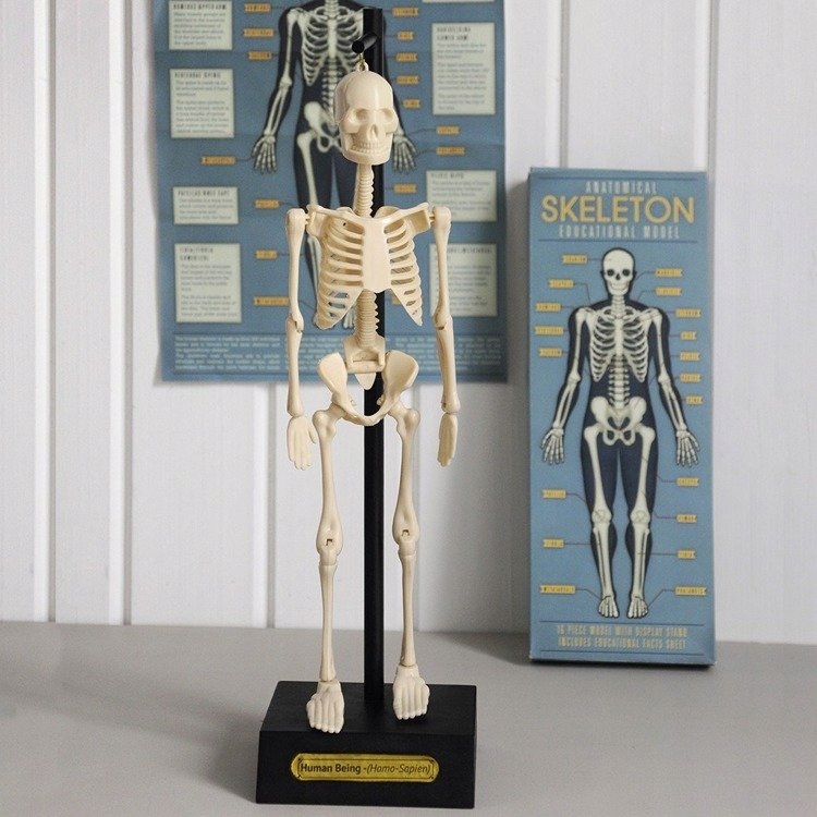 Anatomiczny Model Szkieletu Człowieka Rex London Marka Rex London