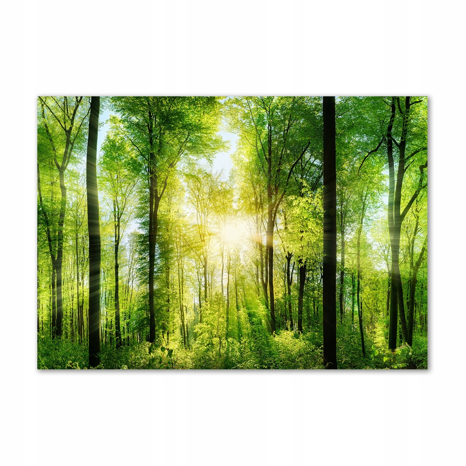 

Foto obraz szkło akrylowy Las w słońcu 100x70 cm