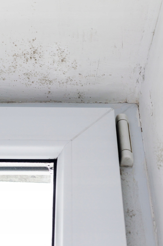 PILMAS do usuwania likwiduje PLEŚNI GRZYB ze ścian EAN (GTIN) 5902363780016