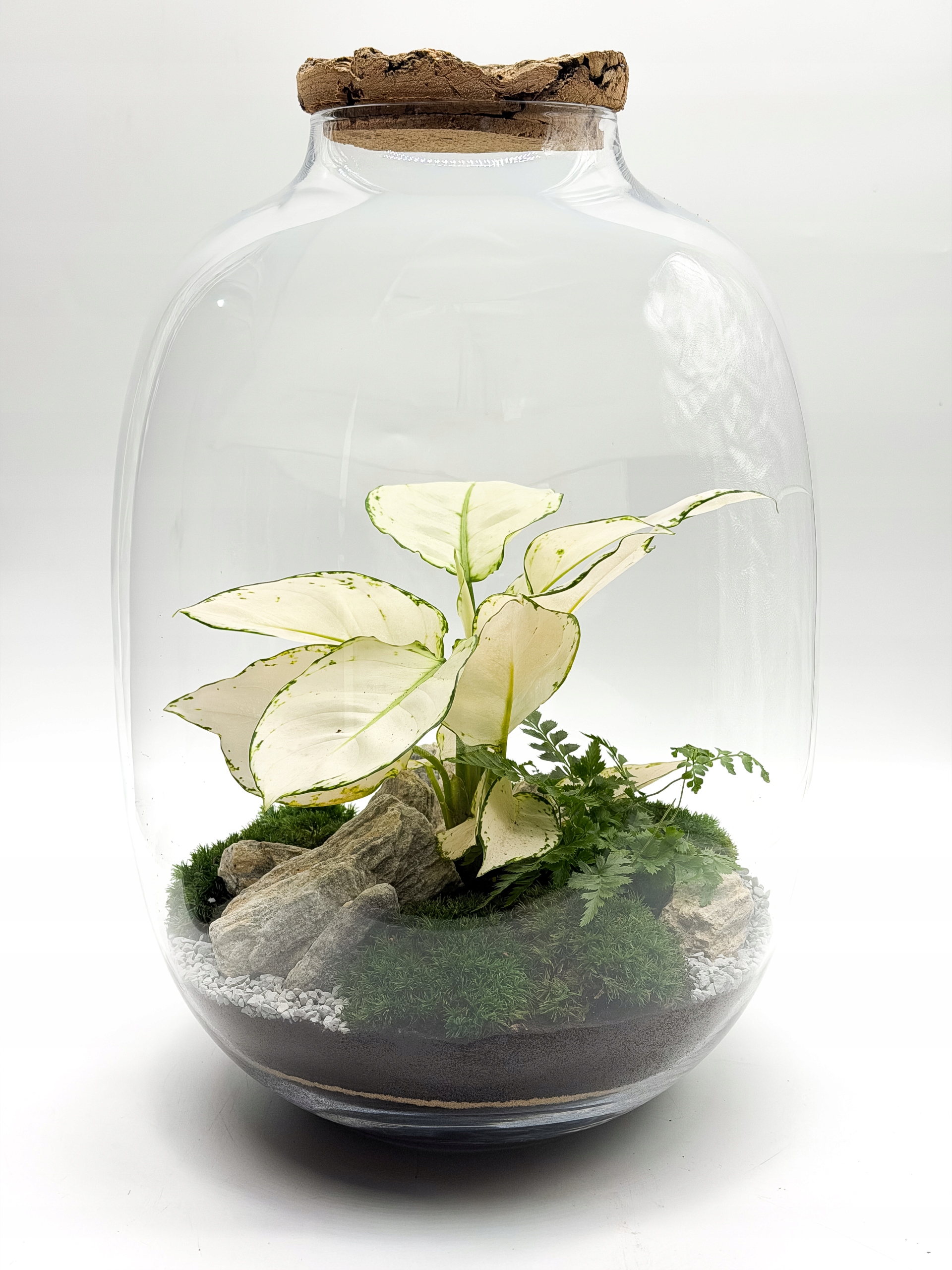 Les ve skle XXL – hotová kompozice s aglaonem, mechem 40x29 Cm Premium