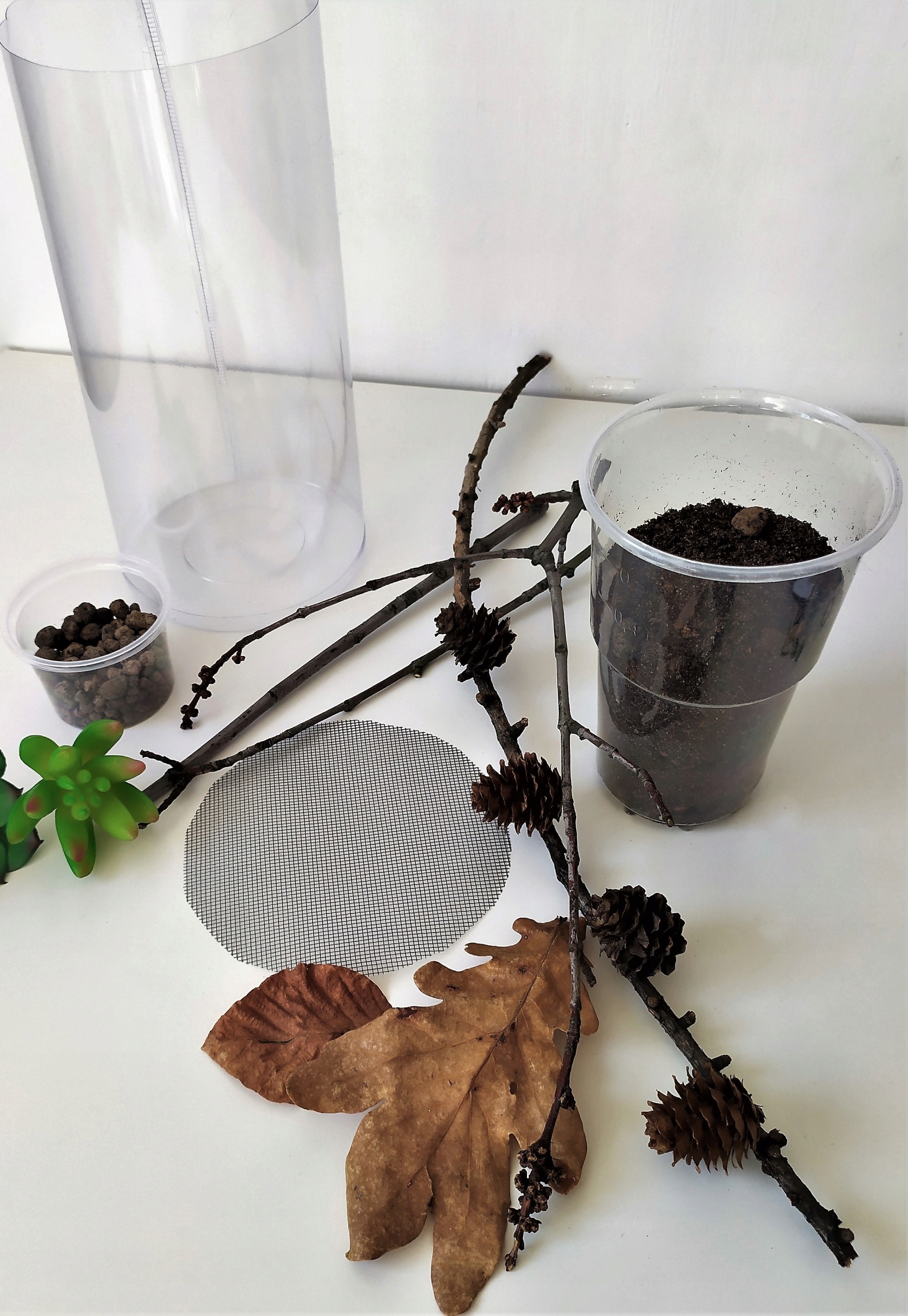 

Tuba pojemnik wystrój Zestaw modliszka ptasznik