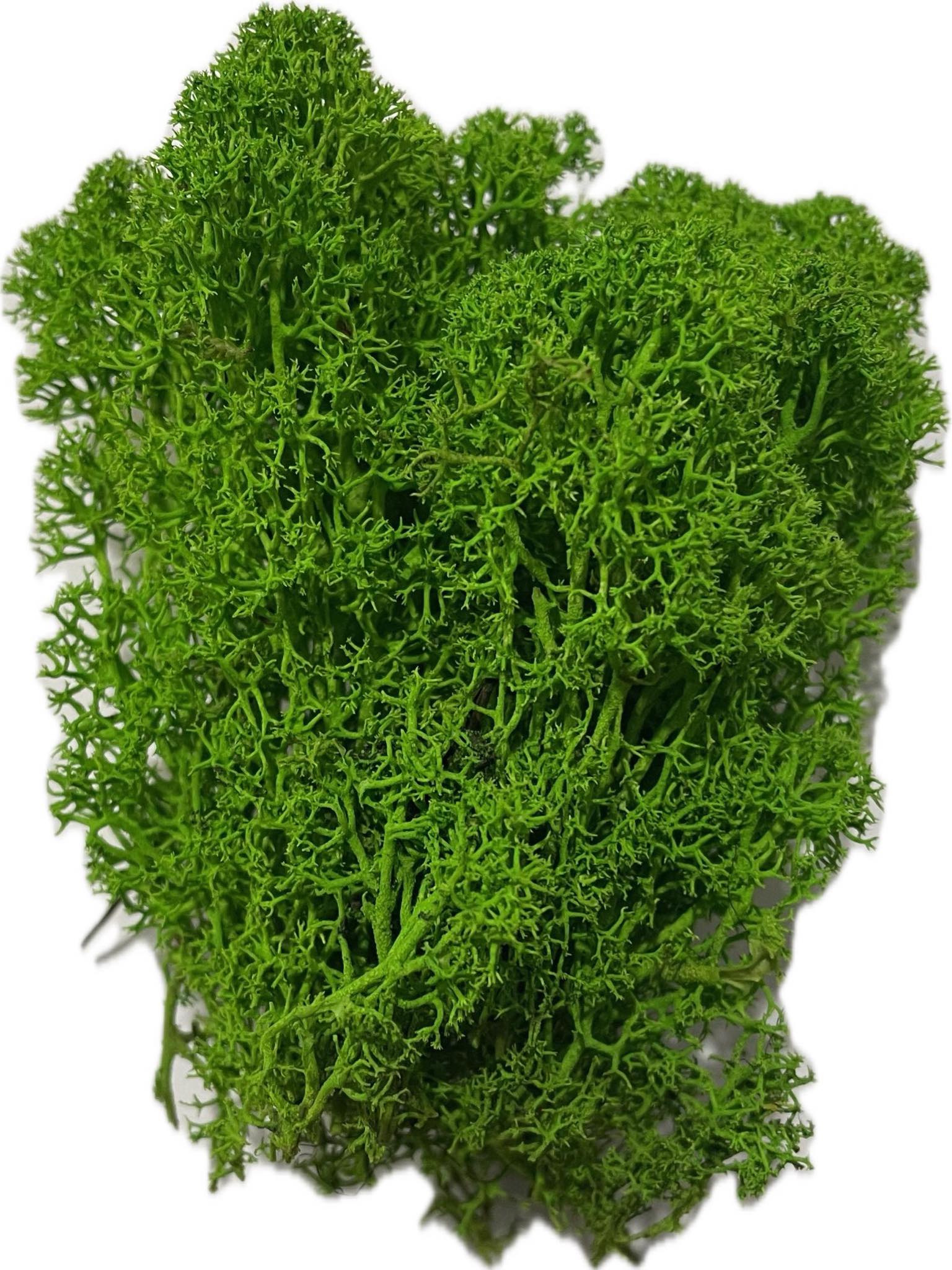 MECH CHROBOTEK ozdobny Premium jasnozielony woreczek 100g