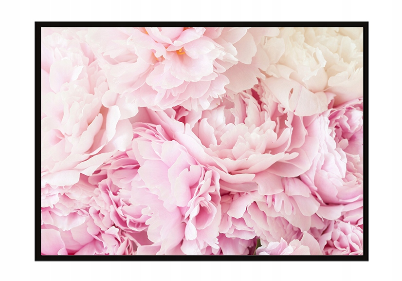 

Obraz Plakat W Ramie 53x73 cm Kwiaty P1482