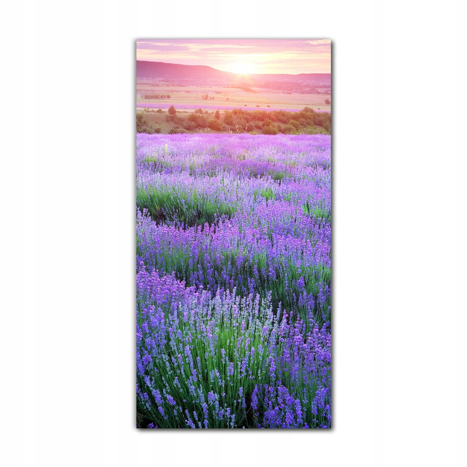 

Foto-obraz na szkle nowoczesny 70x140 Lawenda łąka