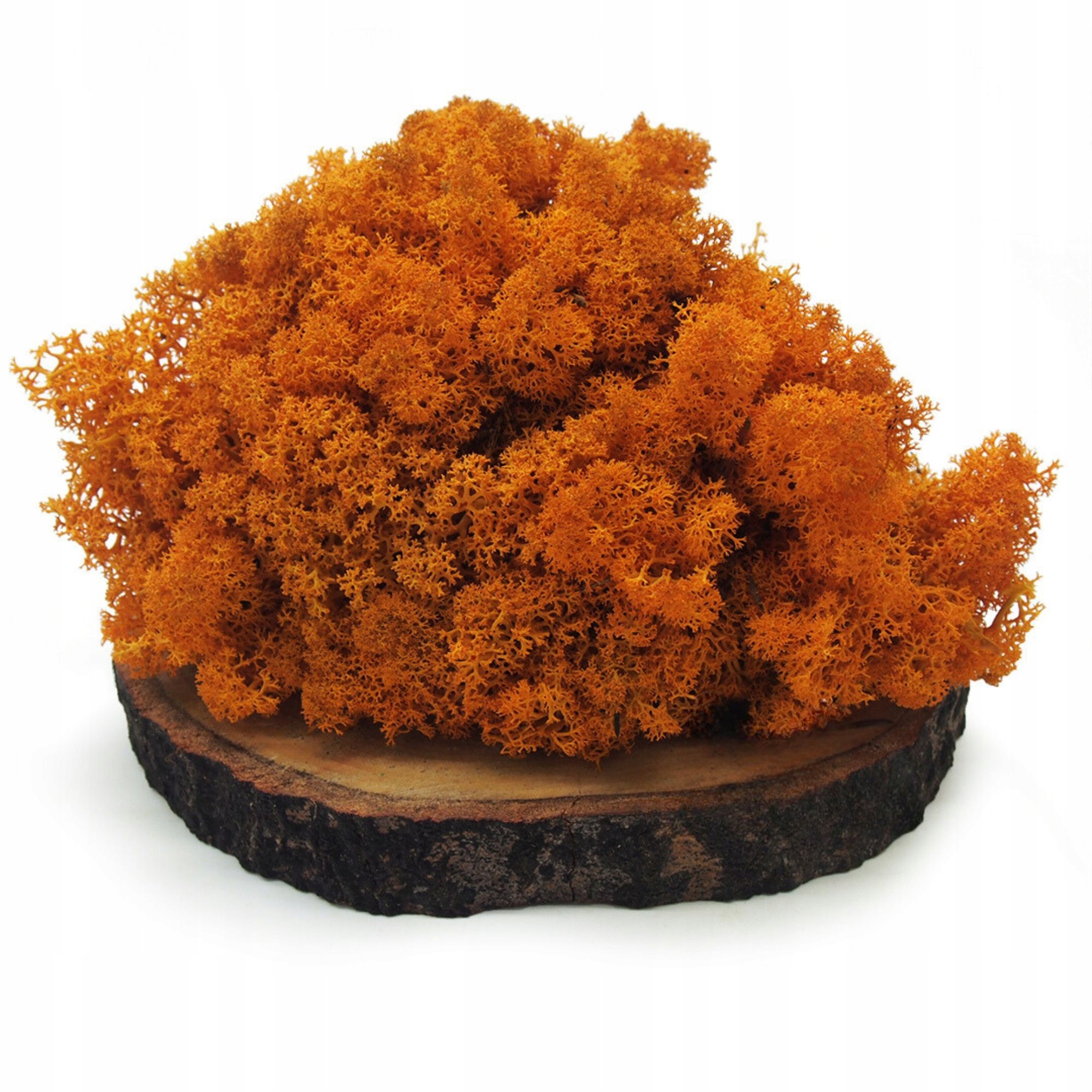 Mech Chrobotek reniferowy NORWESKI dekoracyjny OZDOBNY żywy pomarańczowy EAN (GTIN) 5905999912981