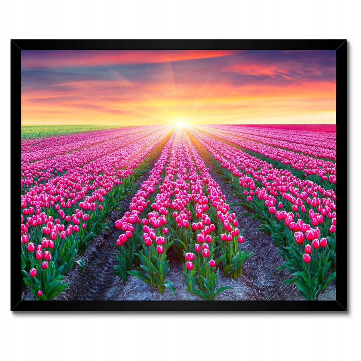 Plakáty v rámu 50x40 Moře tulipánů Tulipány