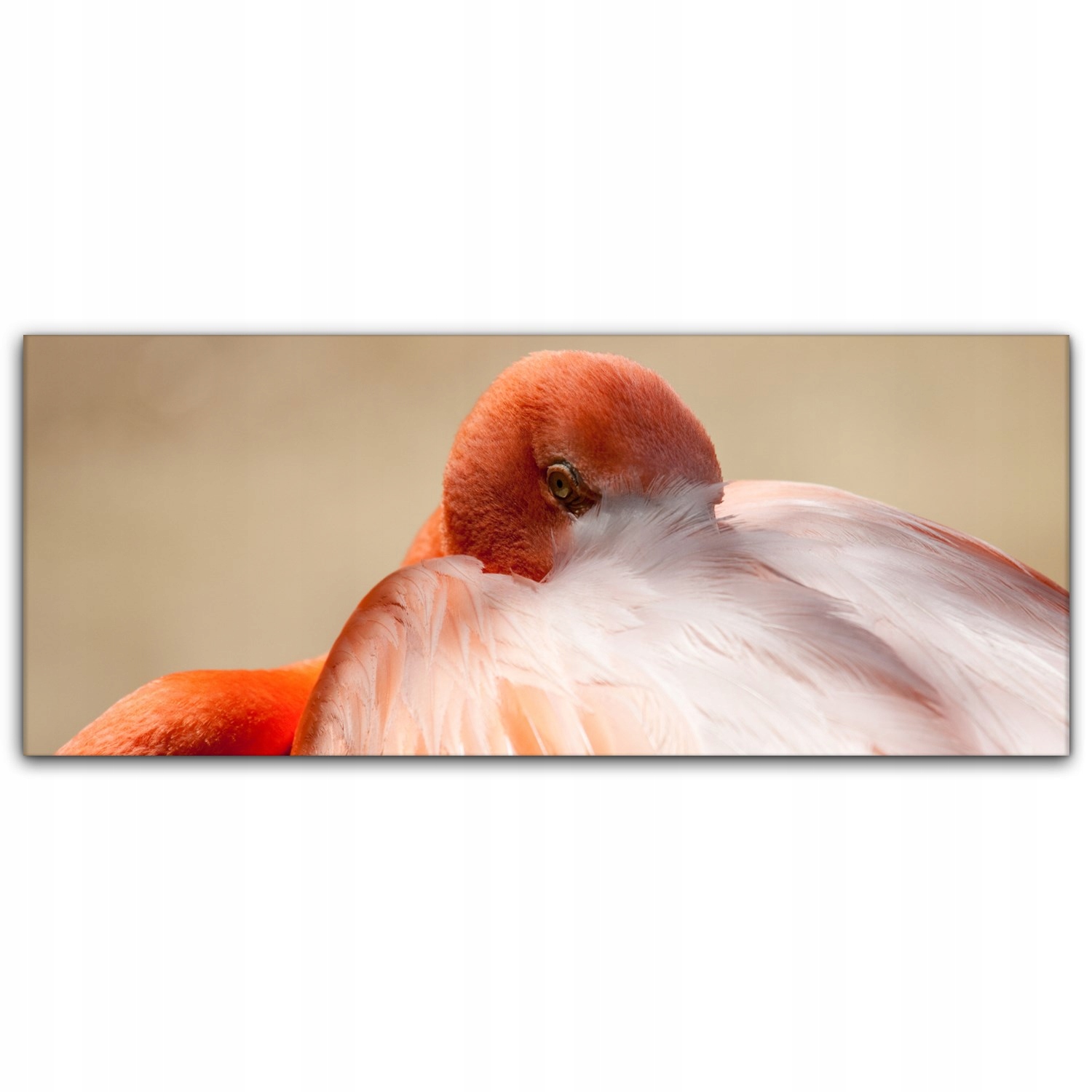 

foto-obraz na płótnie 125x50 Flaming Ptak Zwierzę