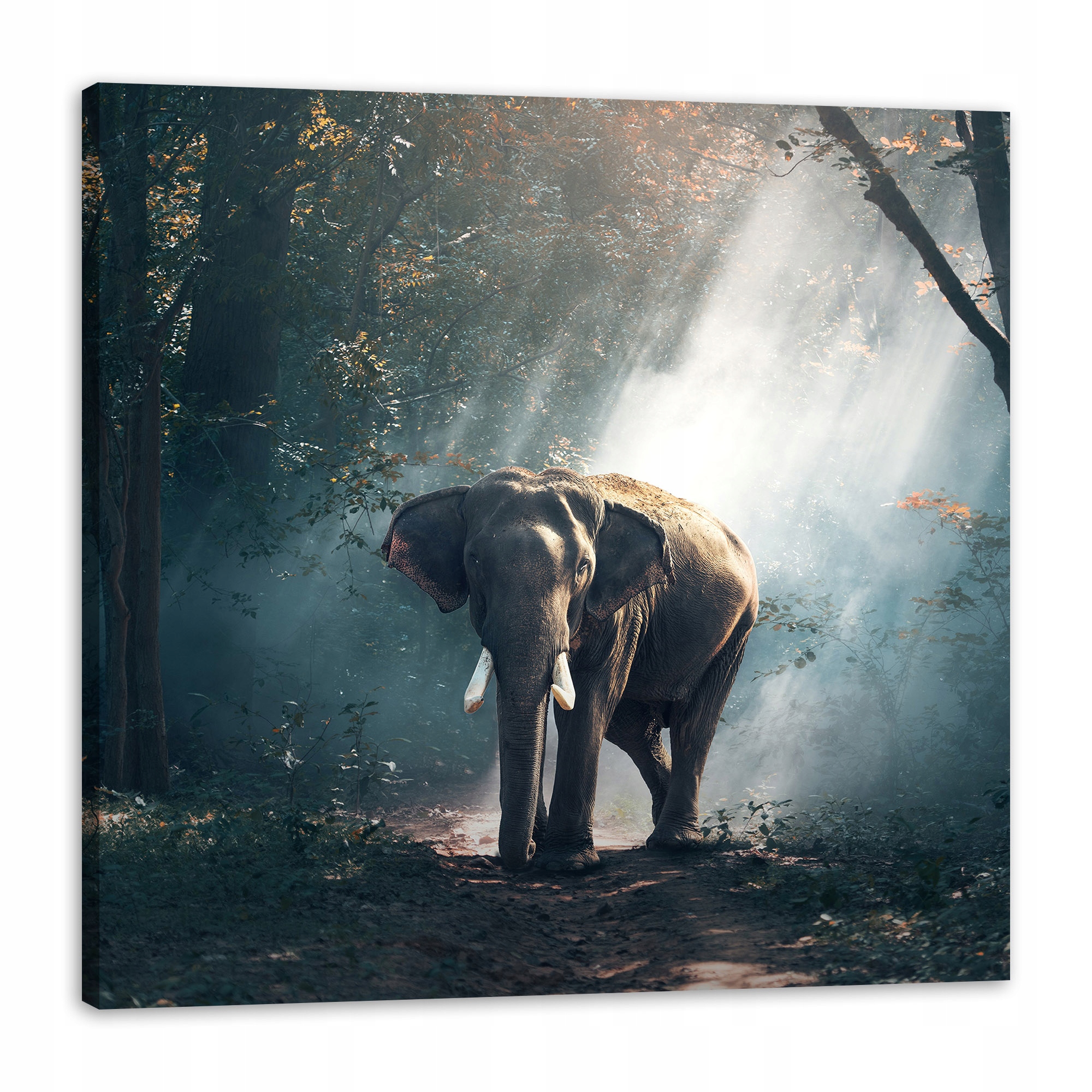 Obraz na plátně Zvířata Slon Les Slunce 80x80 cm