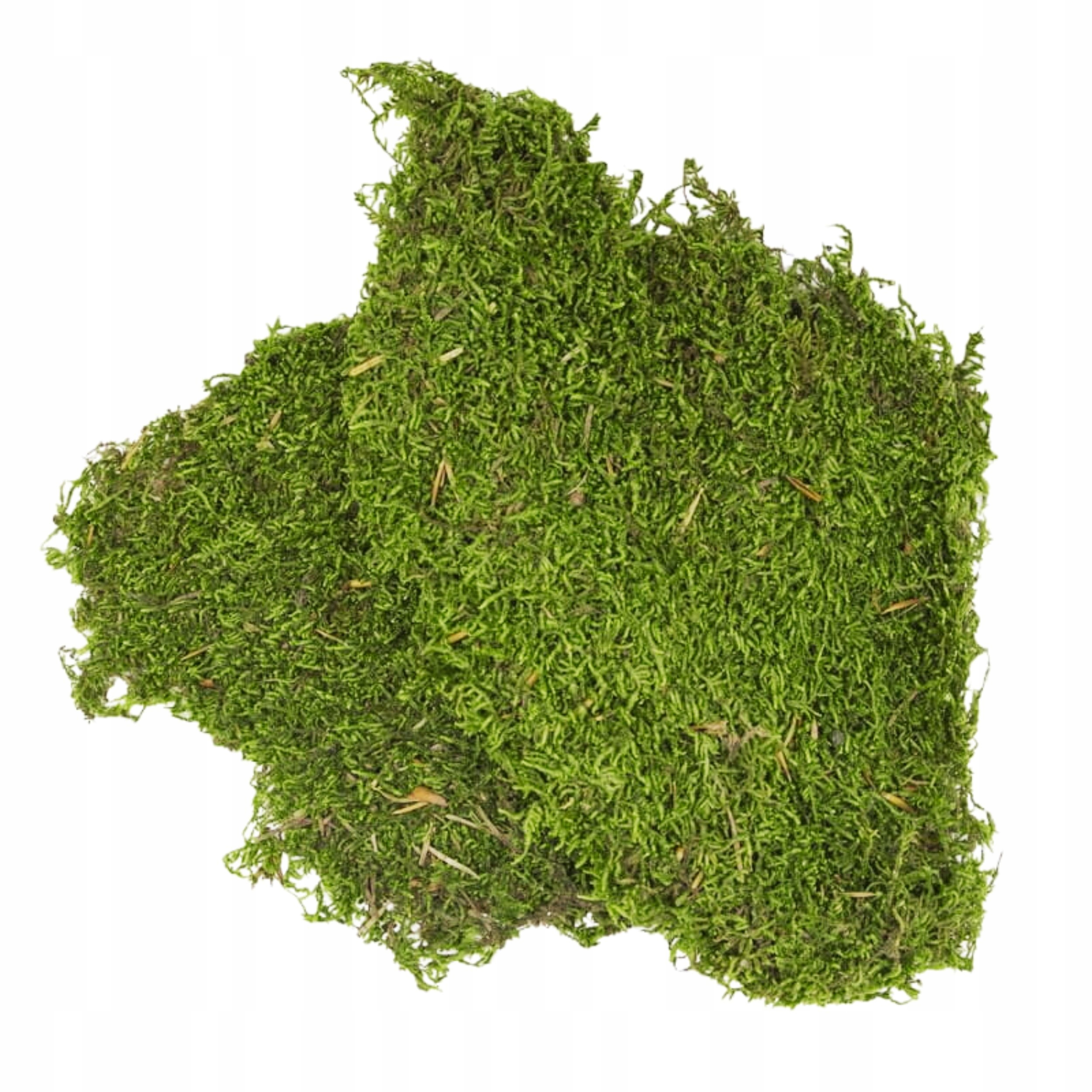 

Mech Naturalny Płaty do Terrarium 50g