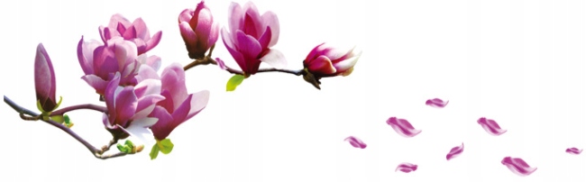 

Naklejki na ścianę magnolie kwiaty