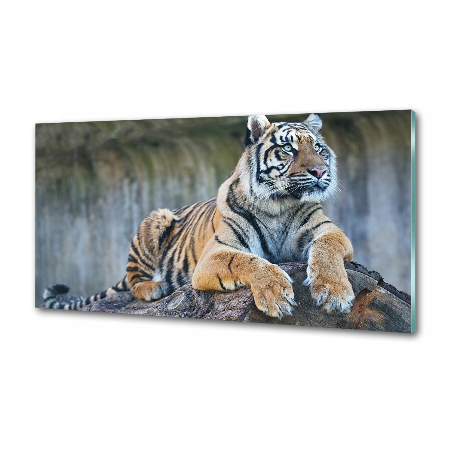 Sklenený panel do kuchyne Tiger 100 x 50 cm Lepidlo