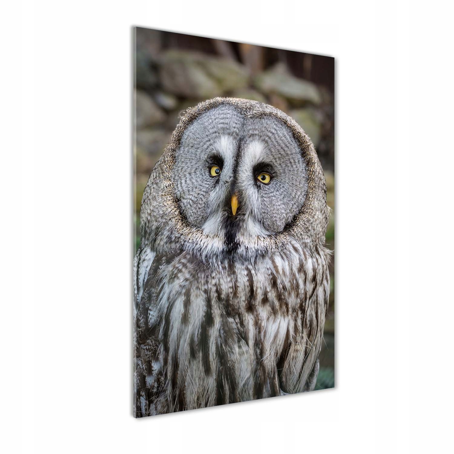 

Nowoczesny foto obraz na ścianę Sowa 50x100 cm