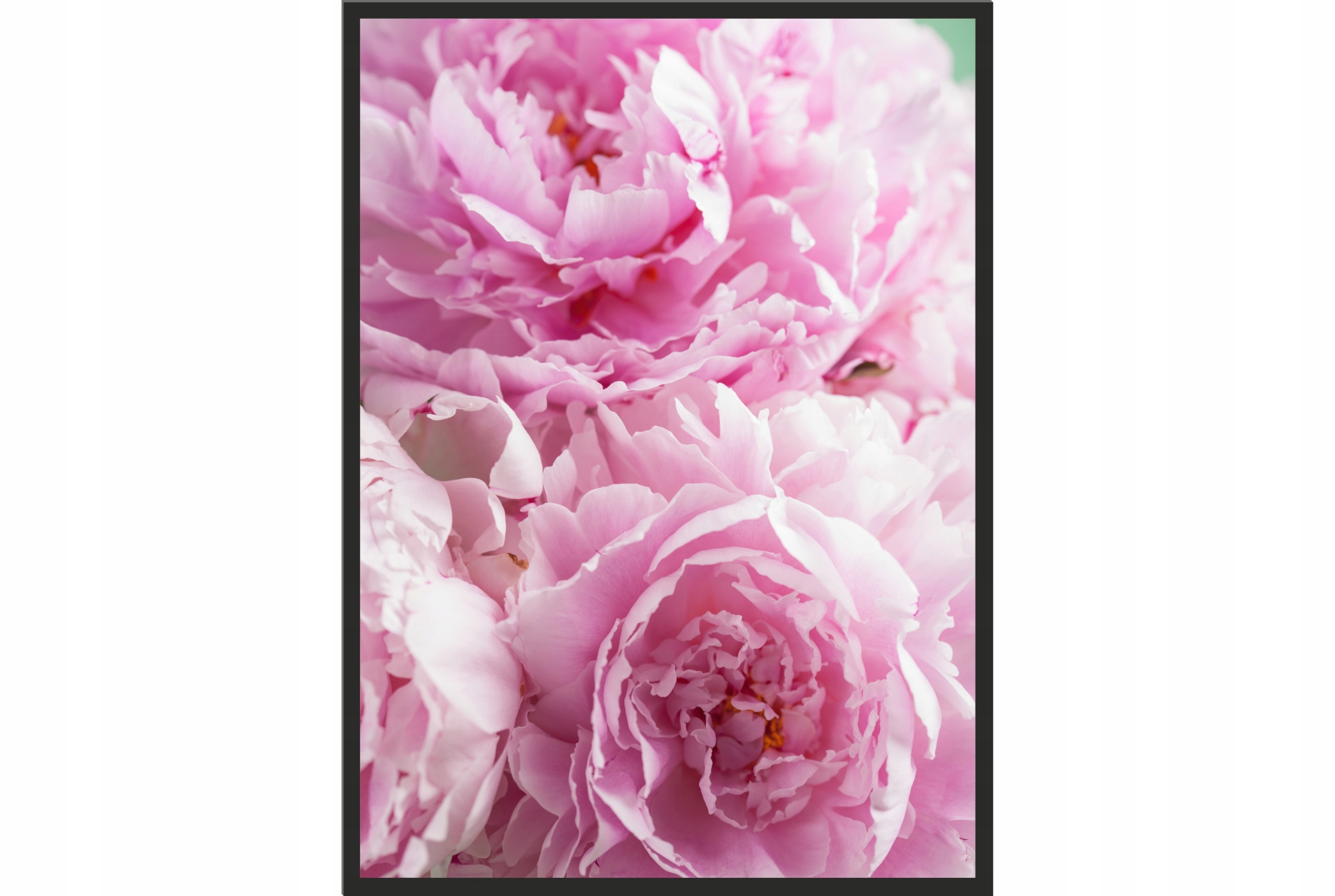 

Obraz plakat 70x50 do kuchni piwonie róż poster