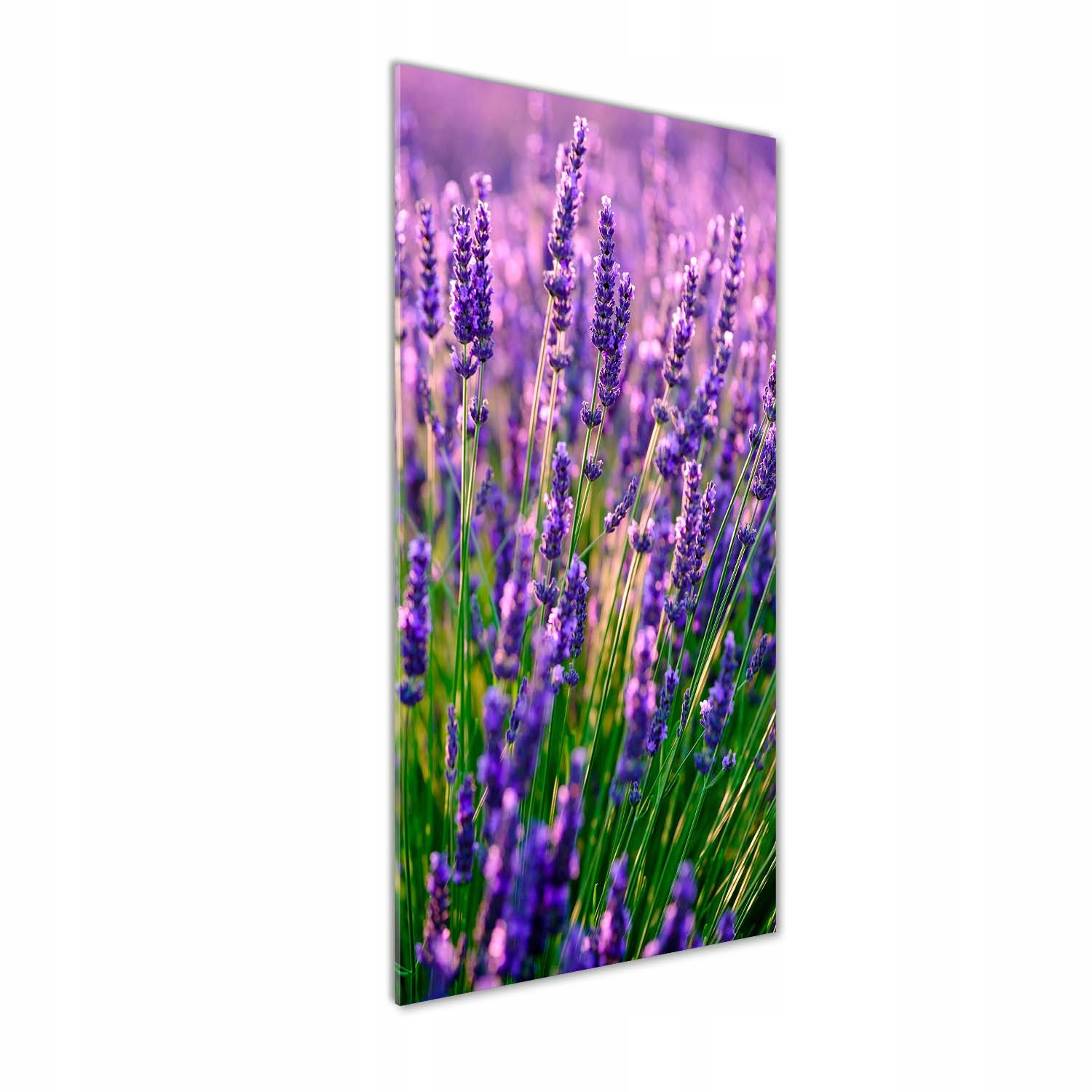 

Foto obraz szkło hartowane Pole lawendy 50x125 cm