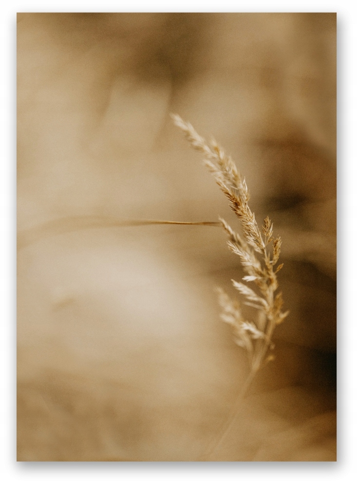 

Plakat Boho wydmy plakat obraz 40x50cm #170