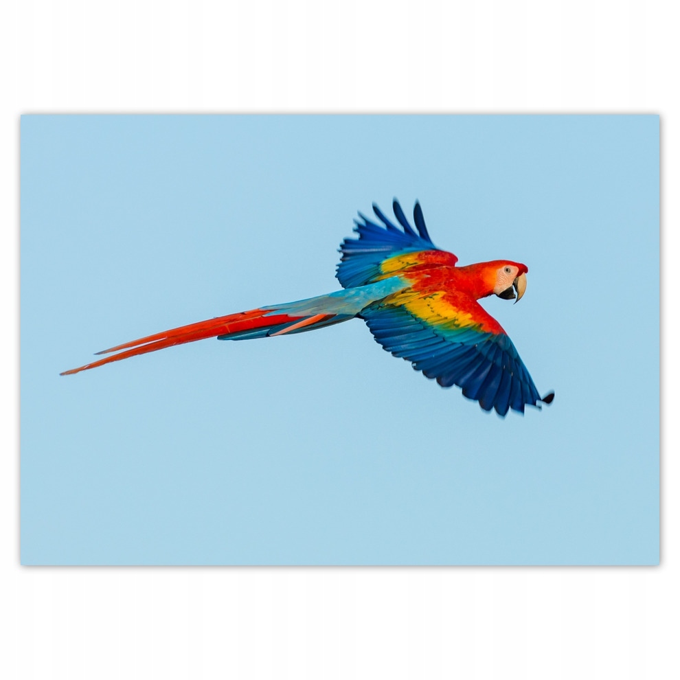 

Fototapety flizelina 208x146 Papuga kolorowa