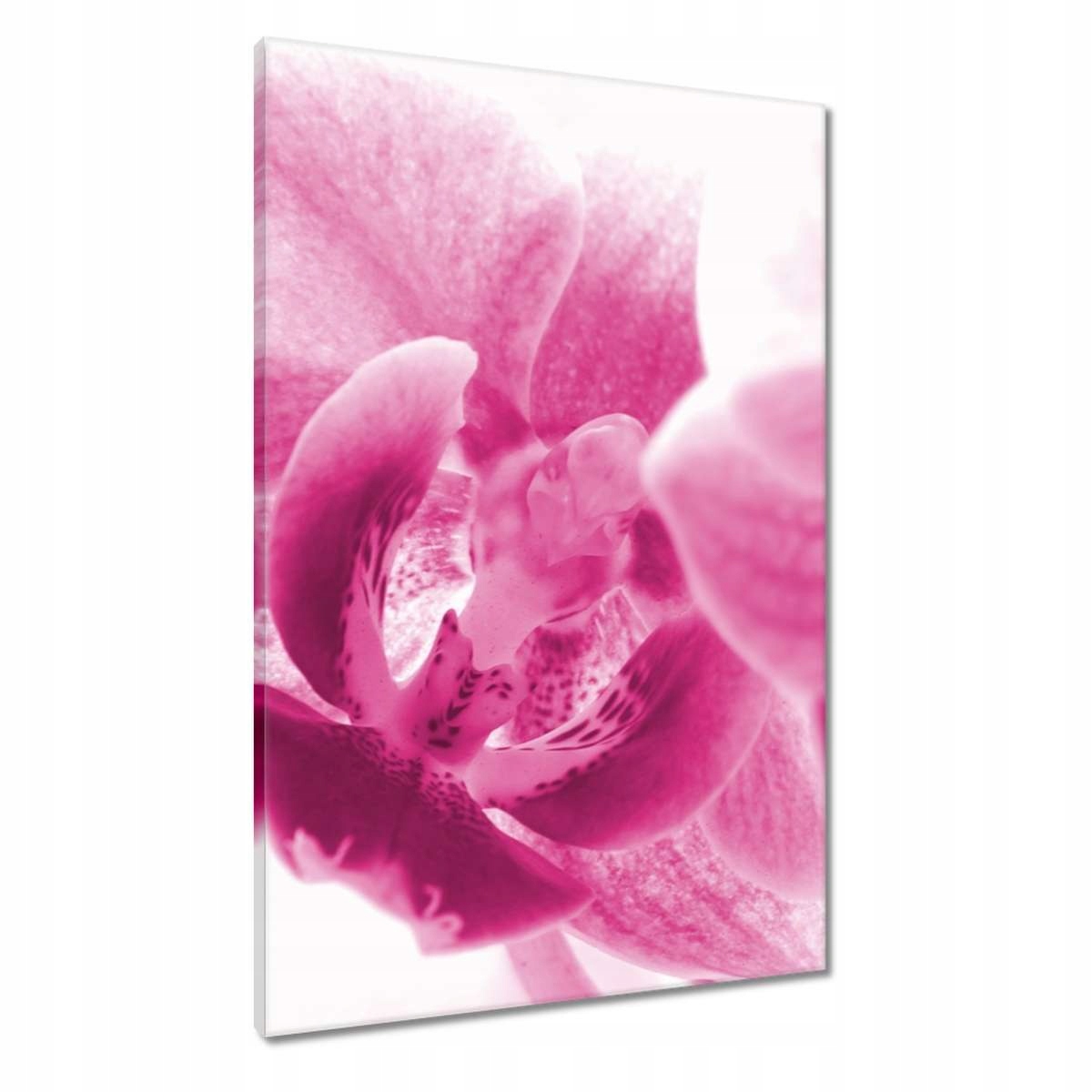 Obrazy 60x90 Orchidej Květiny