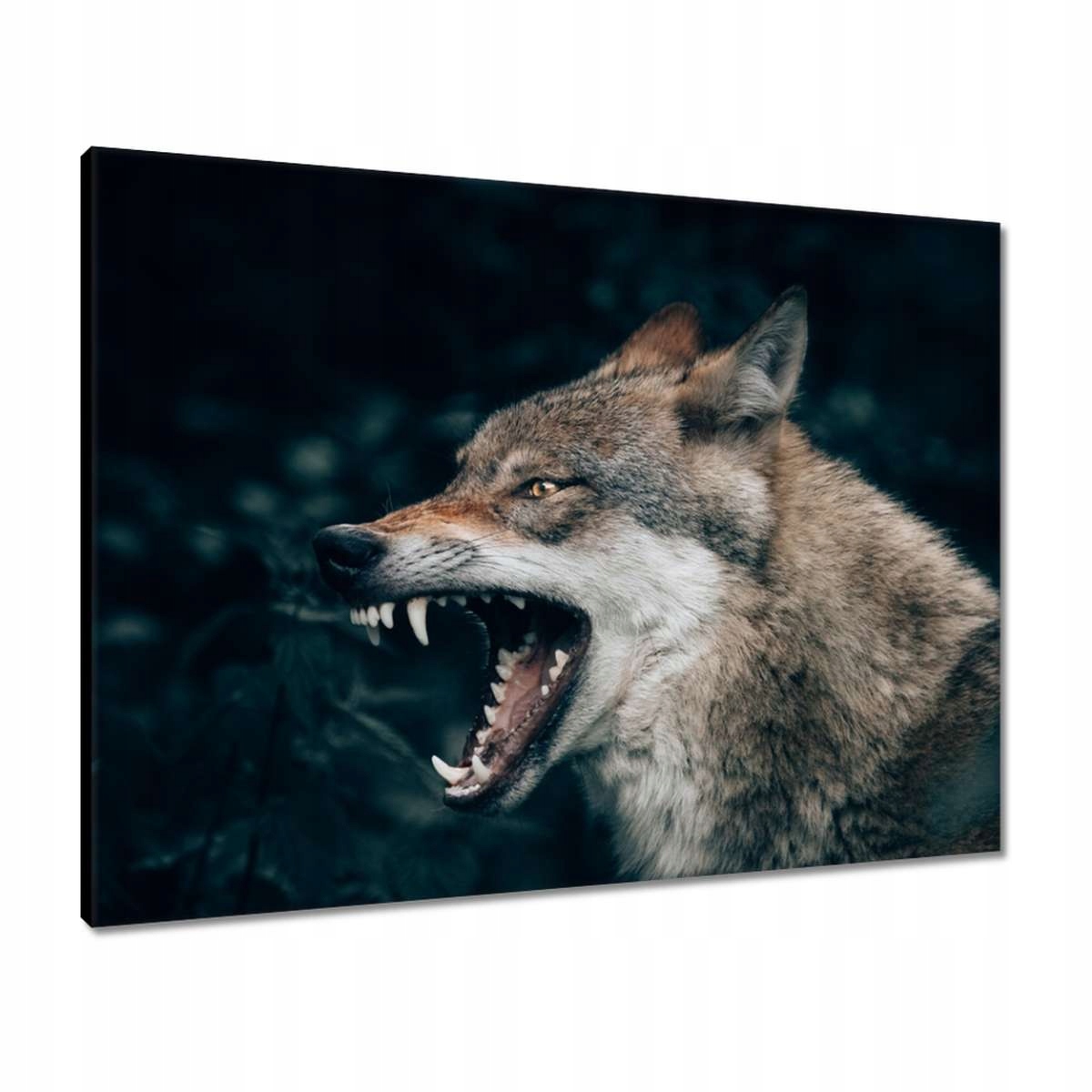 Obrazy 80x60 Vlk