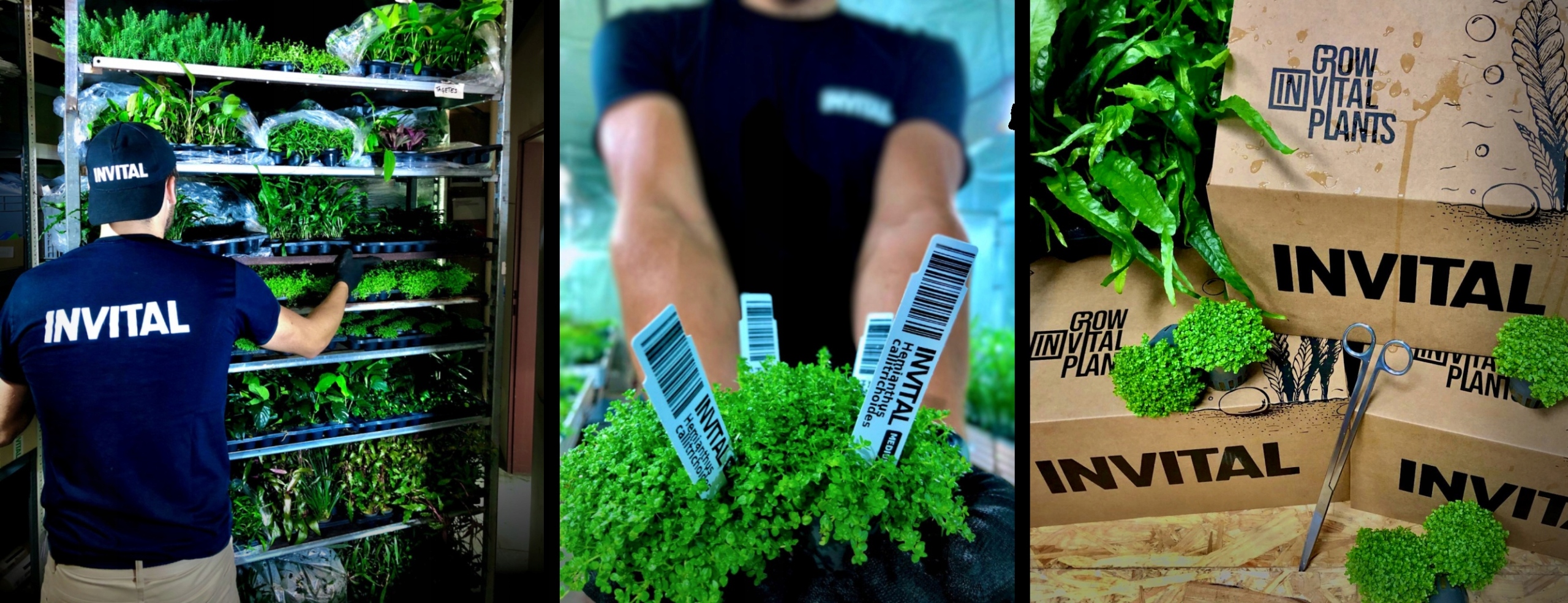 Nymphoides sp. Taiwan (Koszyk Ø 5,5cm ) Wysokość maksymalna 45 cm