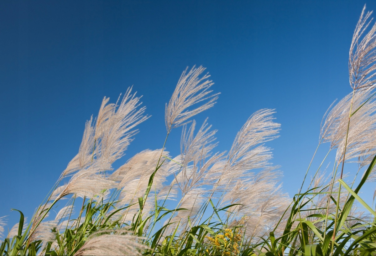 

Tapeta flizelinowa Japońska trawa - 104x70