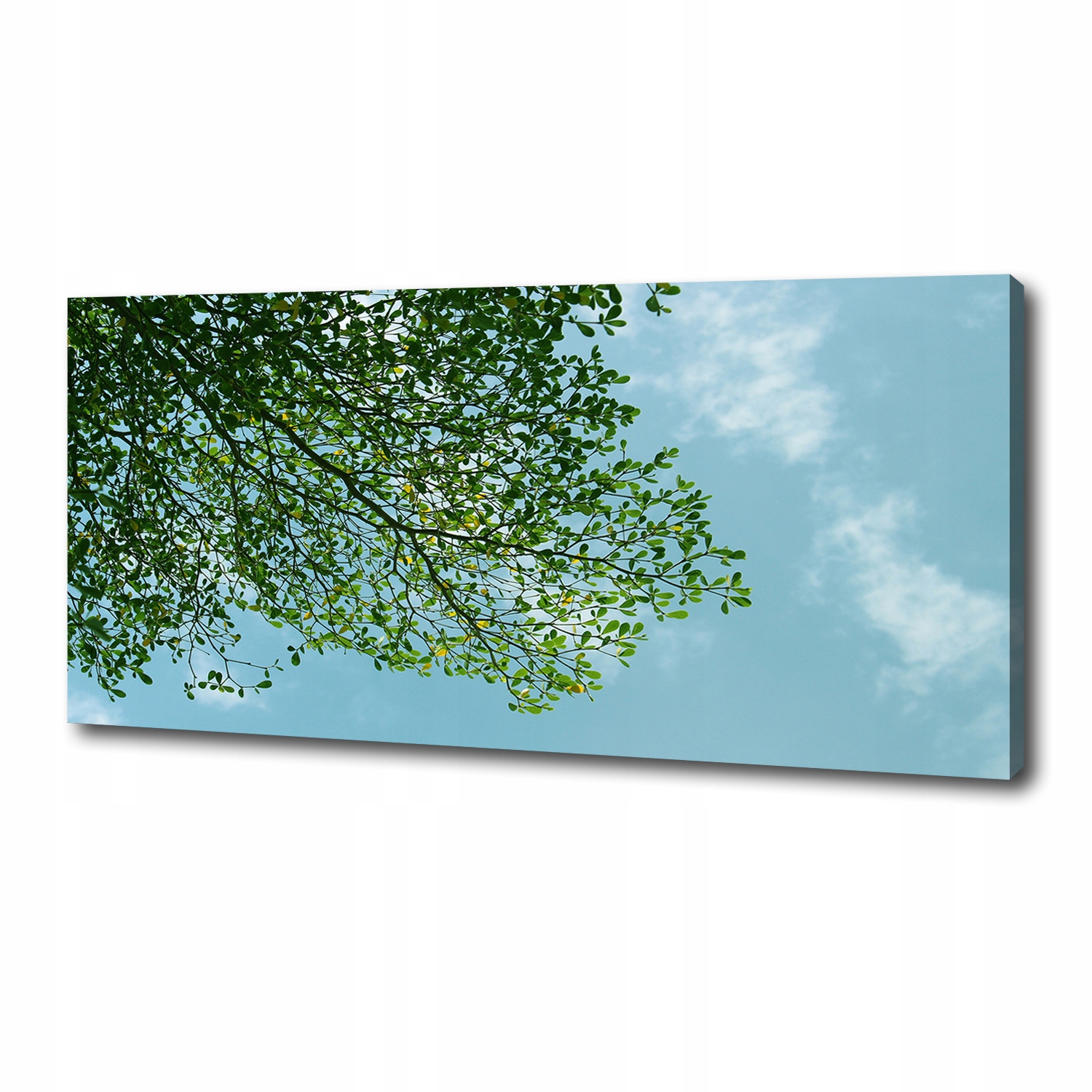 

Foto obraz na płótnie Liście na niebie 125x50 cm