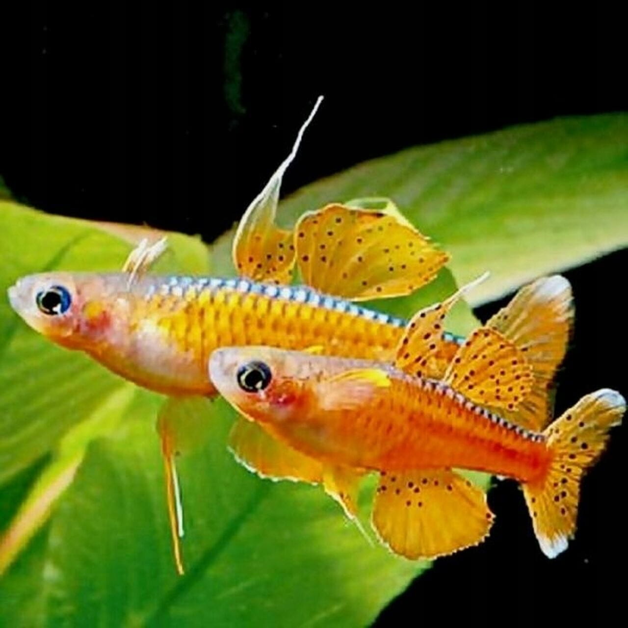 Modrook paskai - Pseudomugil paskai