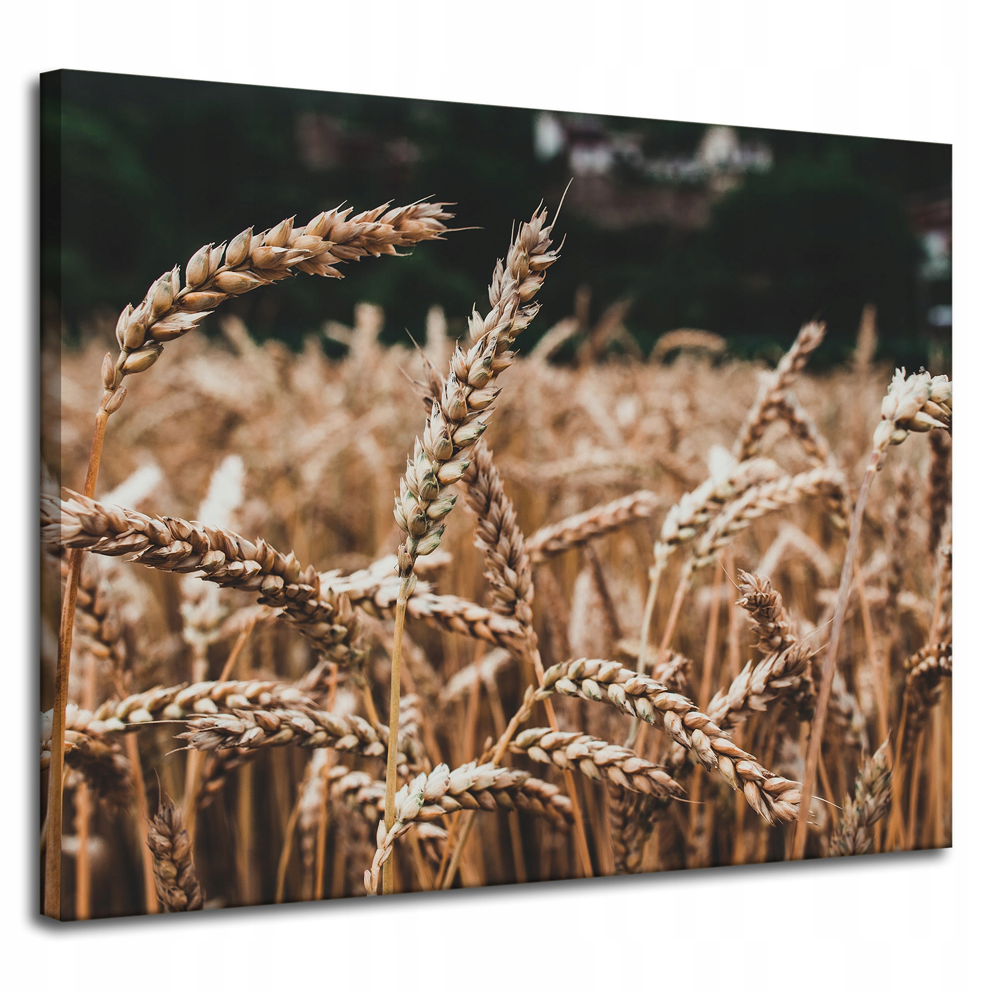 Obraz Canvas Příroda Pole obilí čas sklizně 100x80 cm