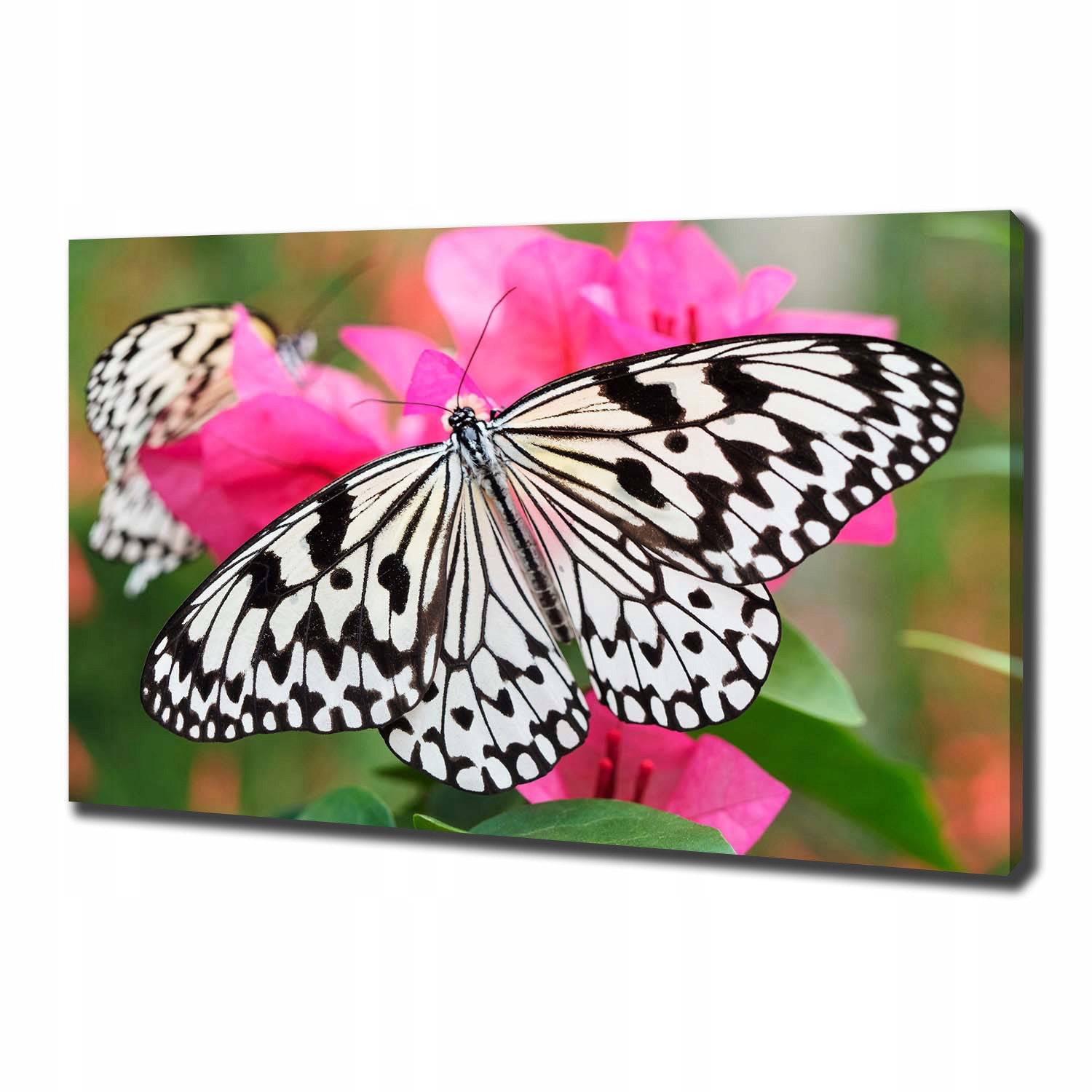 

Foto obraz na płótnie Motyl na kwiatku 100x70 cm