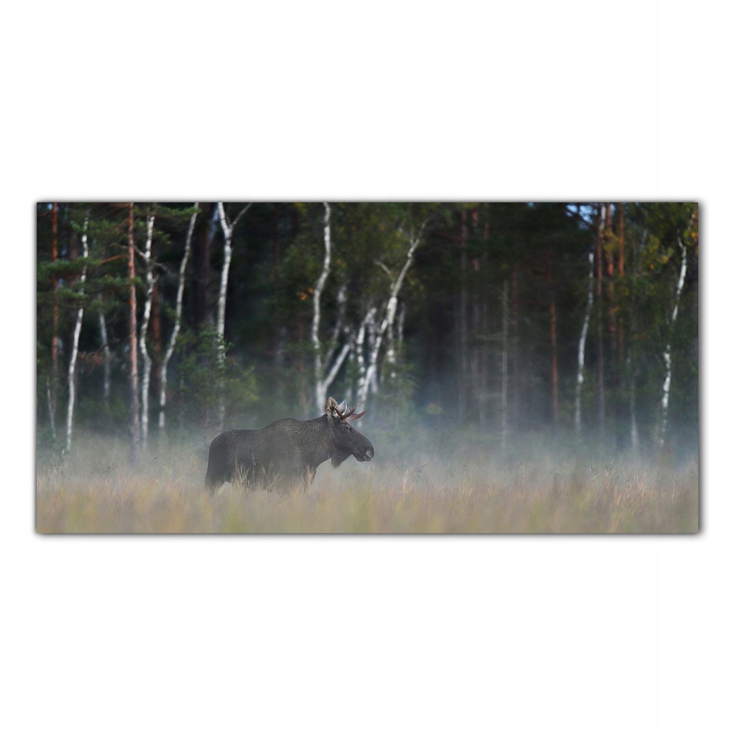 

Obraz na szkle Foto Łoś Mgła Las Zwierzę 120x60