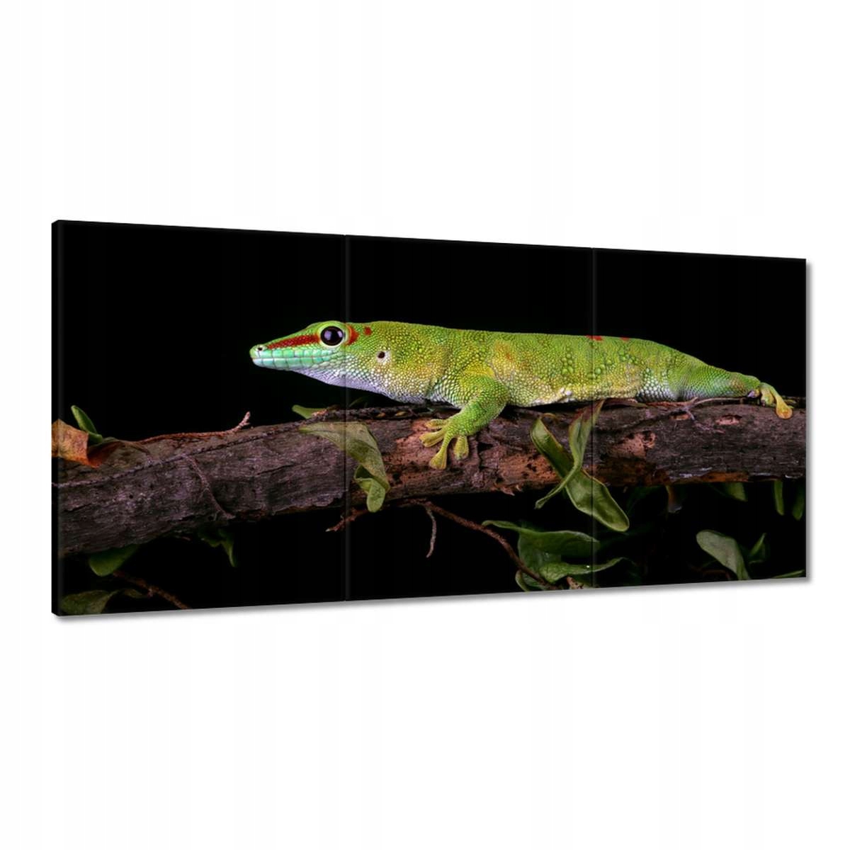 Obrazy 180x90 Madagascariensis gekon