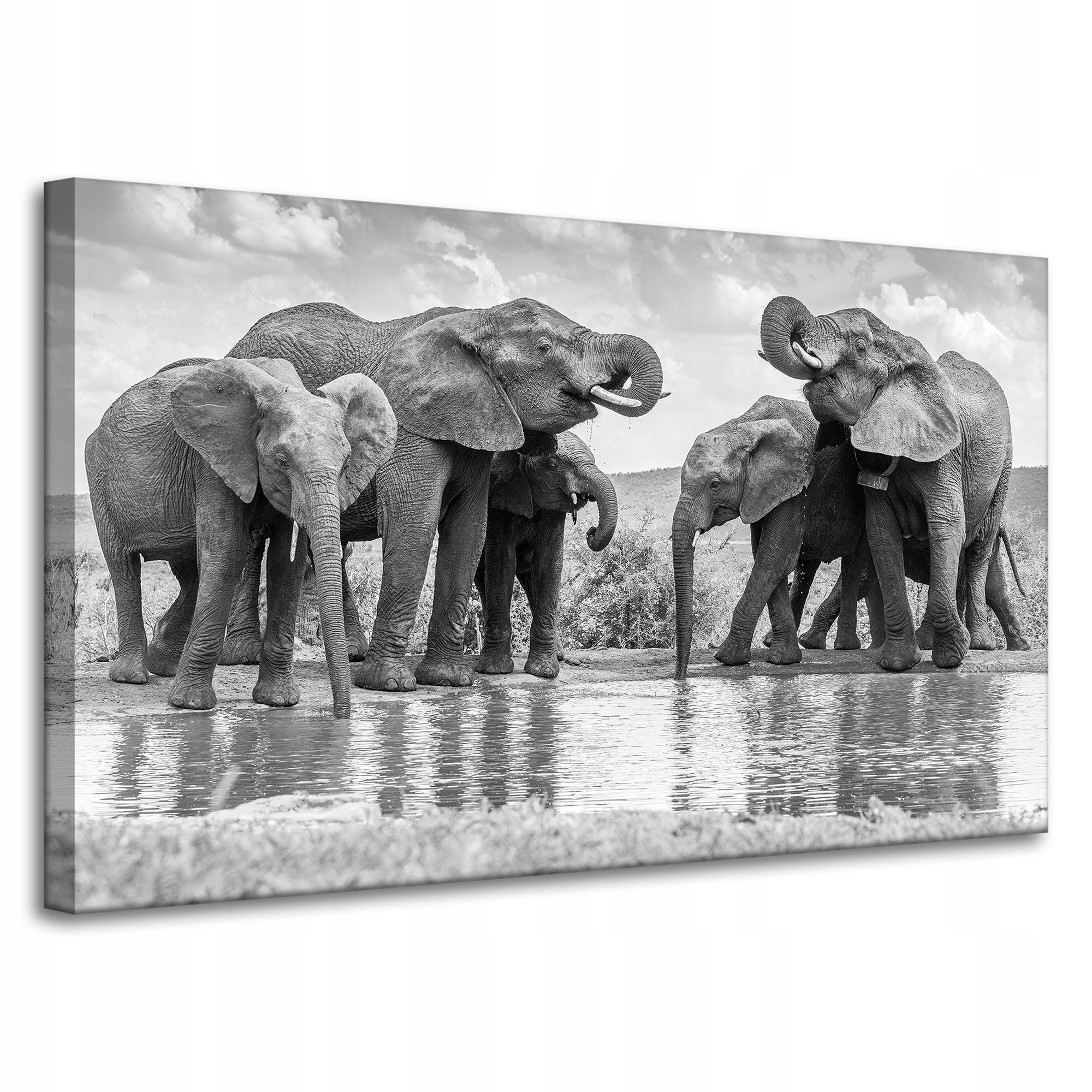 Obraz na plátně Sloni u vody Šedá příroda 100x60 cm