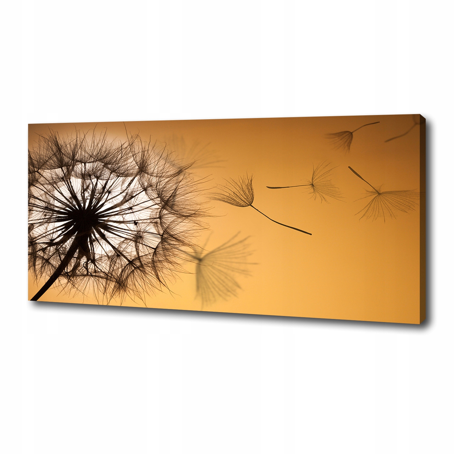 

Foto obraz canvas na ścianę Dmuchawiec 125x50 cm
