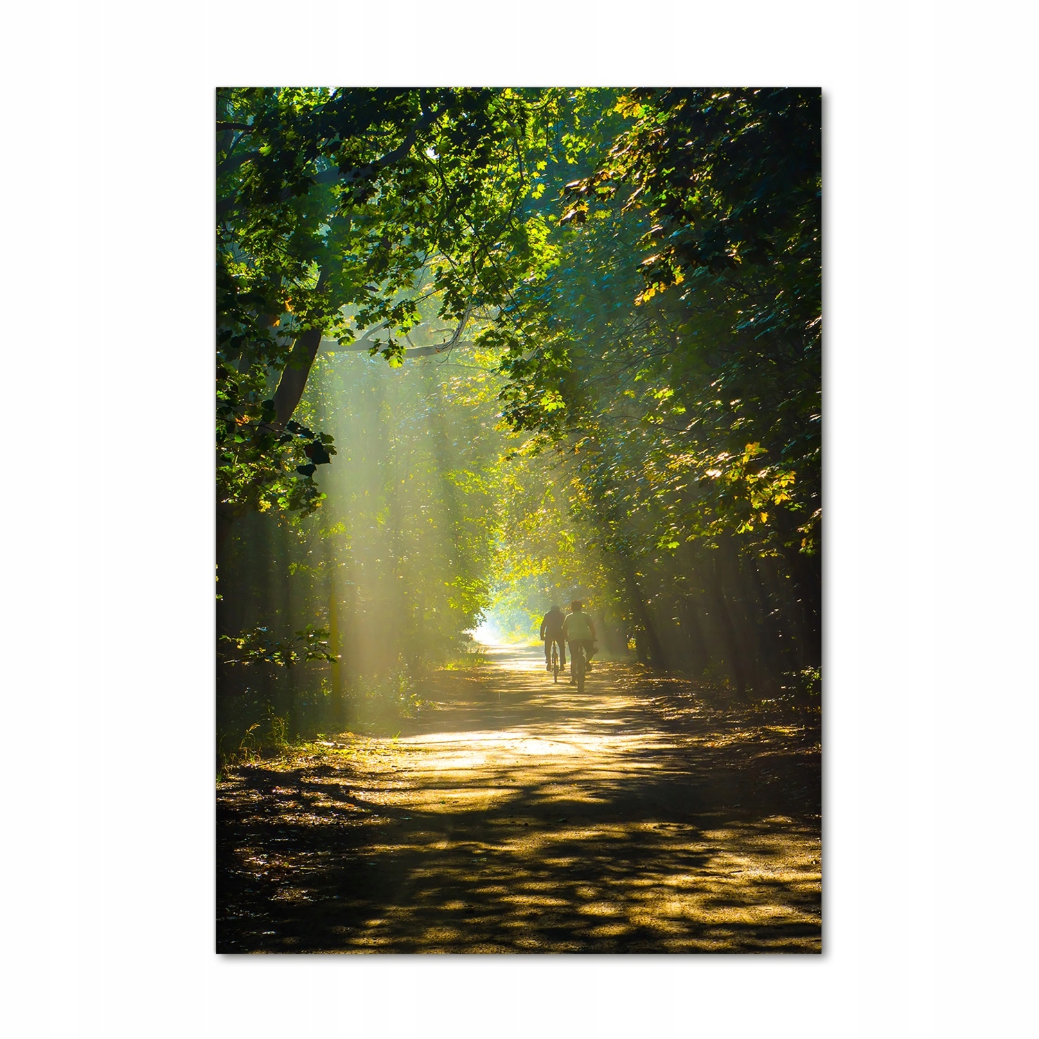 

Foto obraz szkło akrylowe Ścieżka w lesie 70x100cm