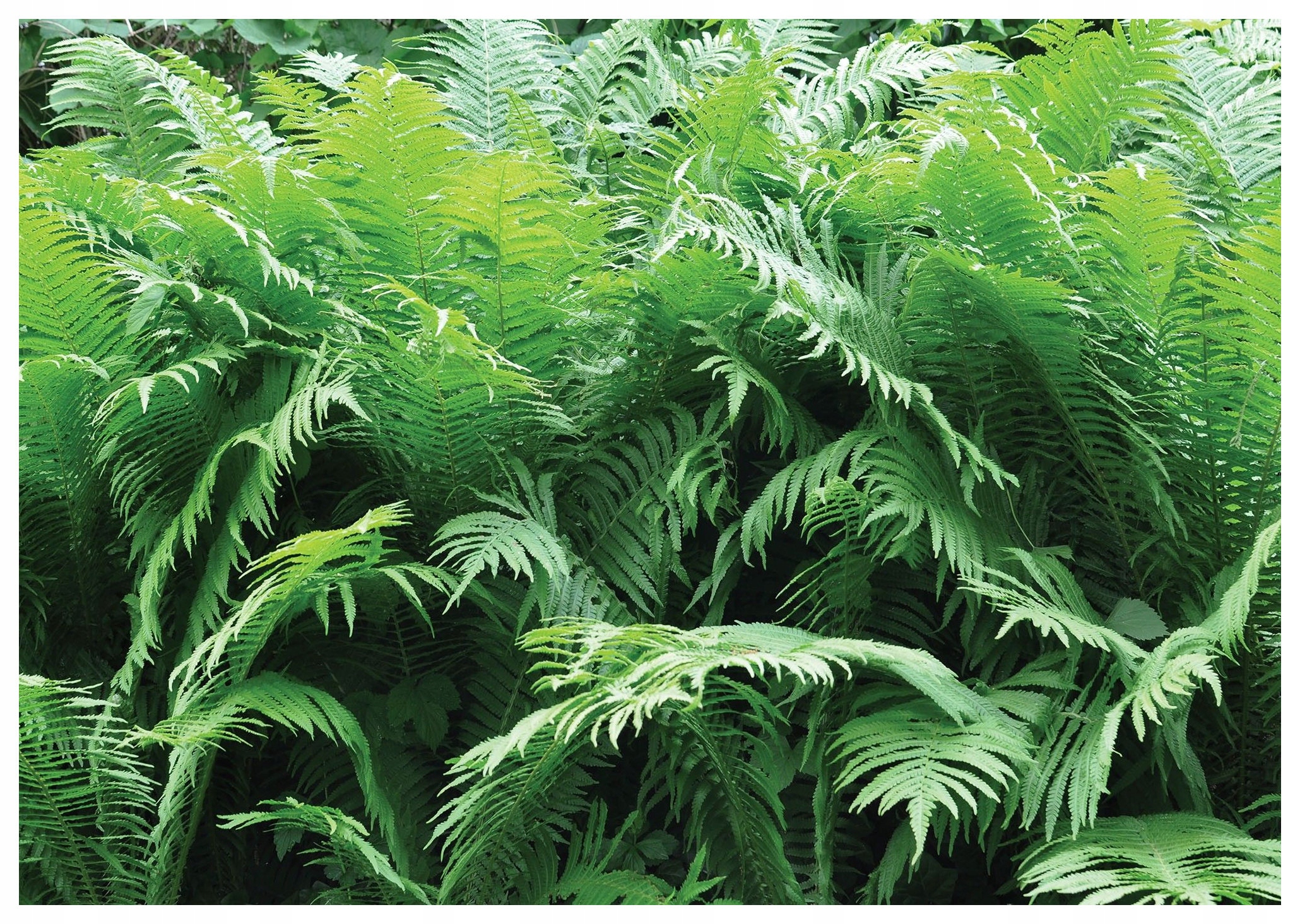 Fototapeta flizelina Kapradina Příroda na zdi harmonie v domě 208x146 lepidlo