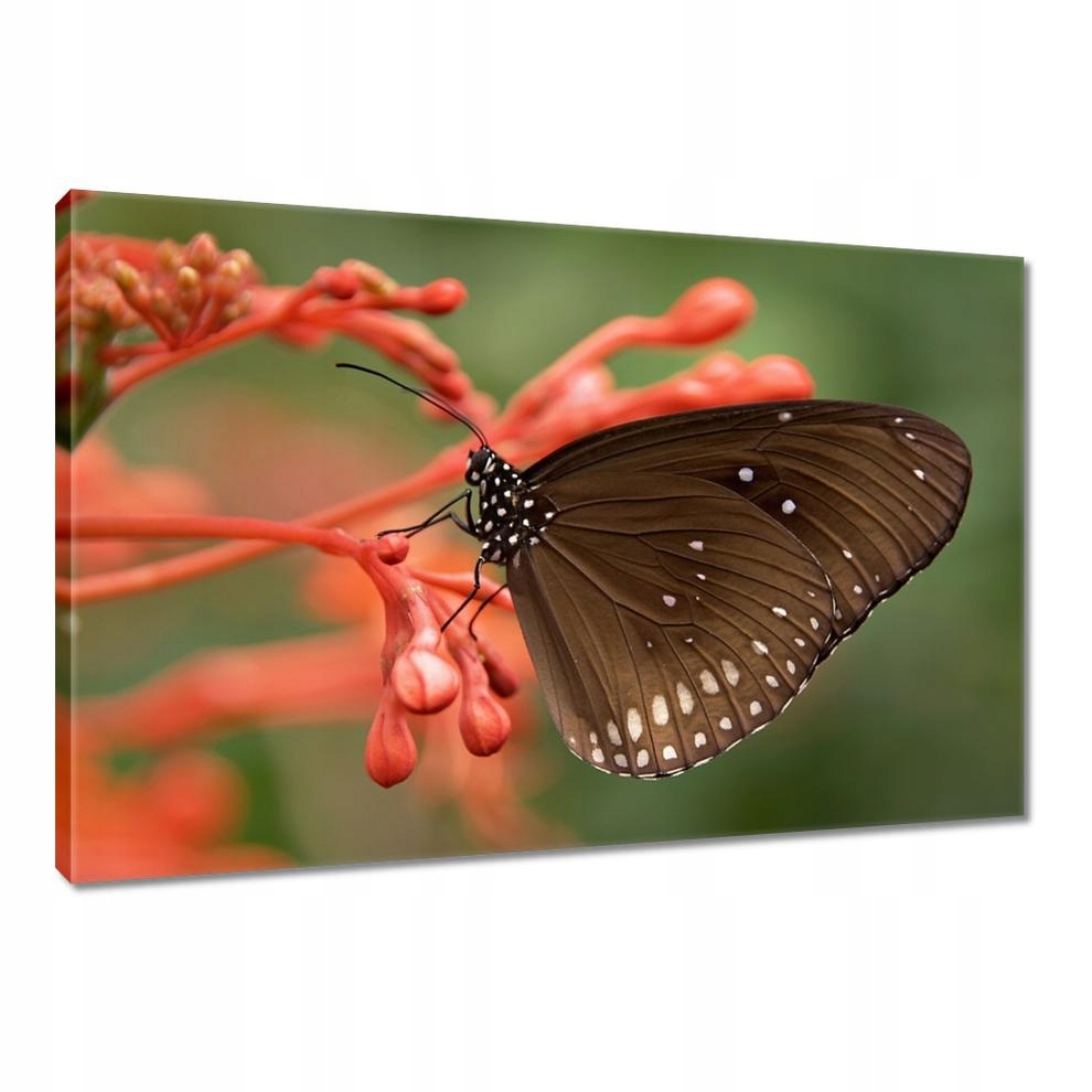 

Obrazy 90x60 Brązowy motyl