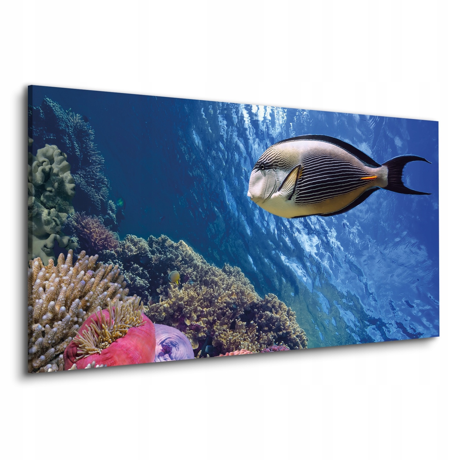 Výtisk na plátně do interiéru 120x60 Rafa ocean ryba