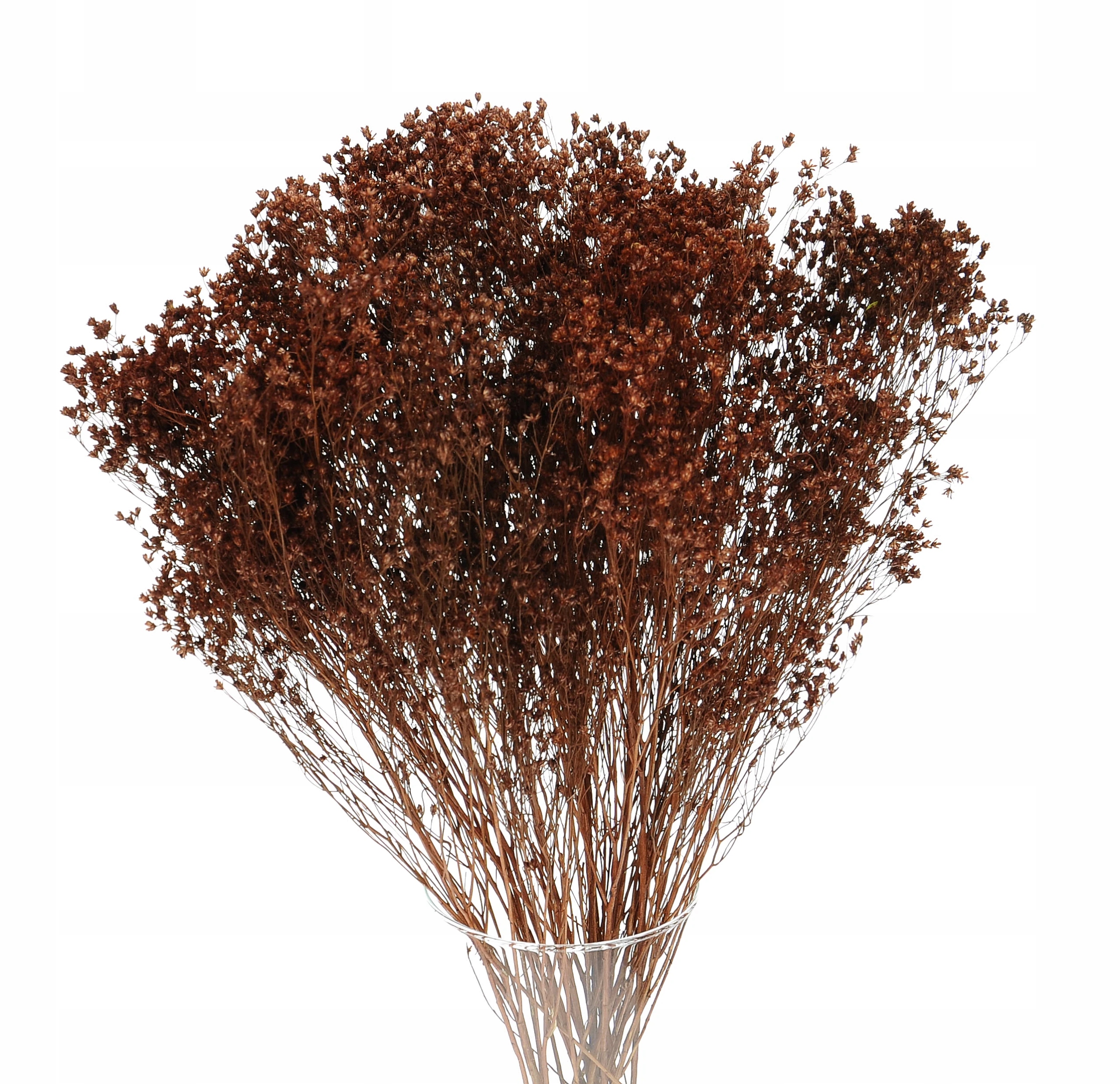 

Suszone kwiaty żarnowiec broom bloom brązowy