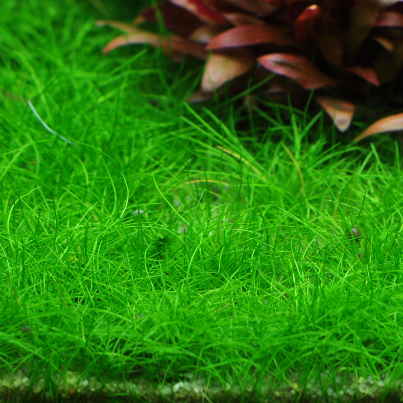 Eleocharis SP. мини - корзина XXL