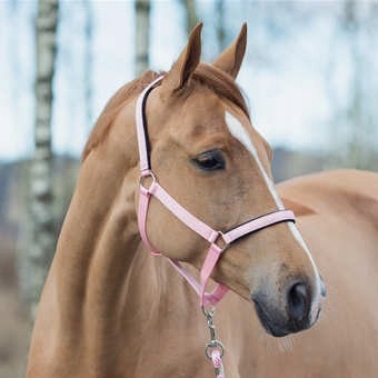 Horze kantar z podszyciem Cob pink