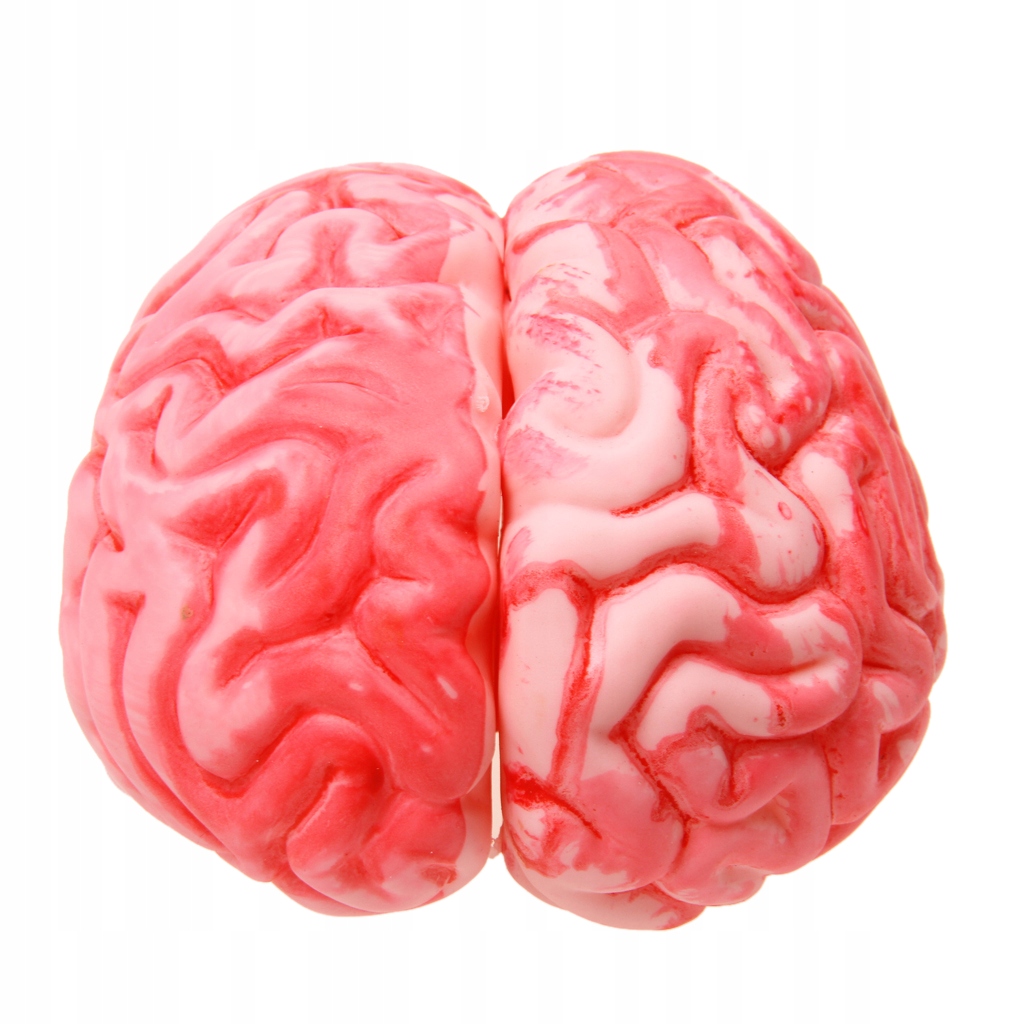 1x Plastic Brain Halloween Party Props Liczba świec 1