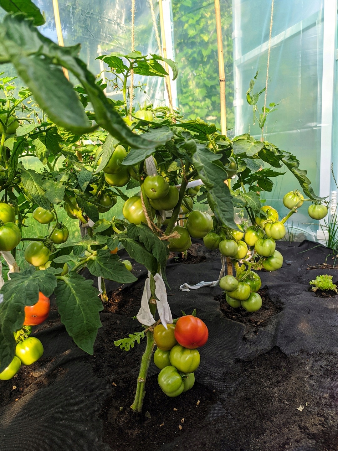 Tunel foliowy ogrodowy 2x4 200x400 8 m2 POLSKI PRODUCENT PTF + 5 X NASIONA Waga produktu z opakowaniem jednostkowym 29 kg