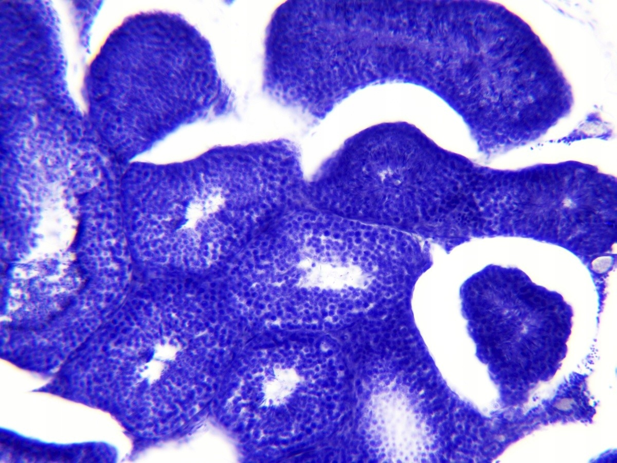 Preparaty mikroskopowe - BRESSER - narządy i tkank Materiał drewno