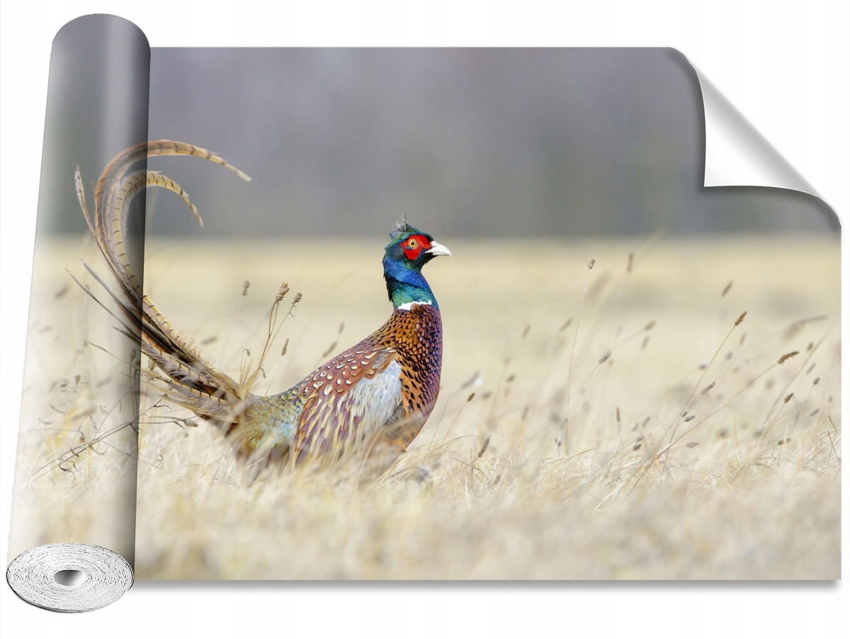 

Tapeta Samoprzylepna MagicStick Bażant 104x70