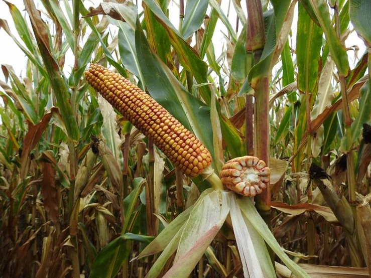 Nasiona kukurydzy Cegoja FAO 250-260 Z/K 50 tys.na Marka inny