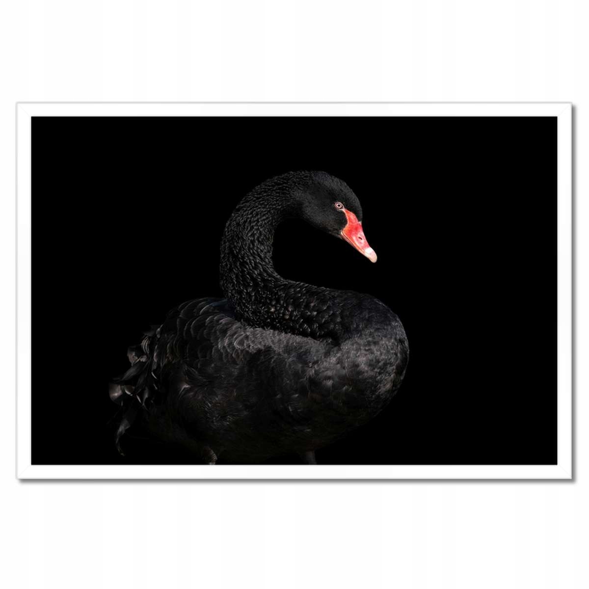 Plakáty v rámu 60x40 Černá labuť Austrálie