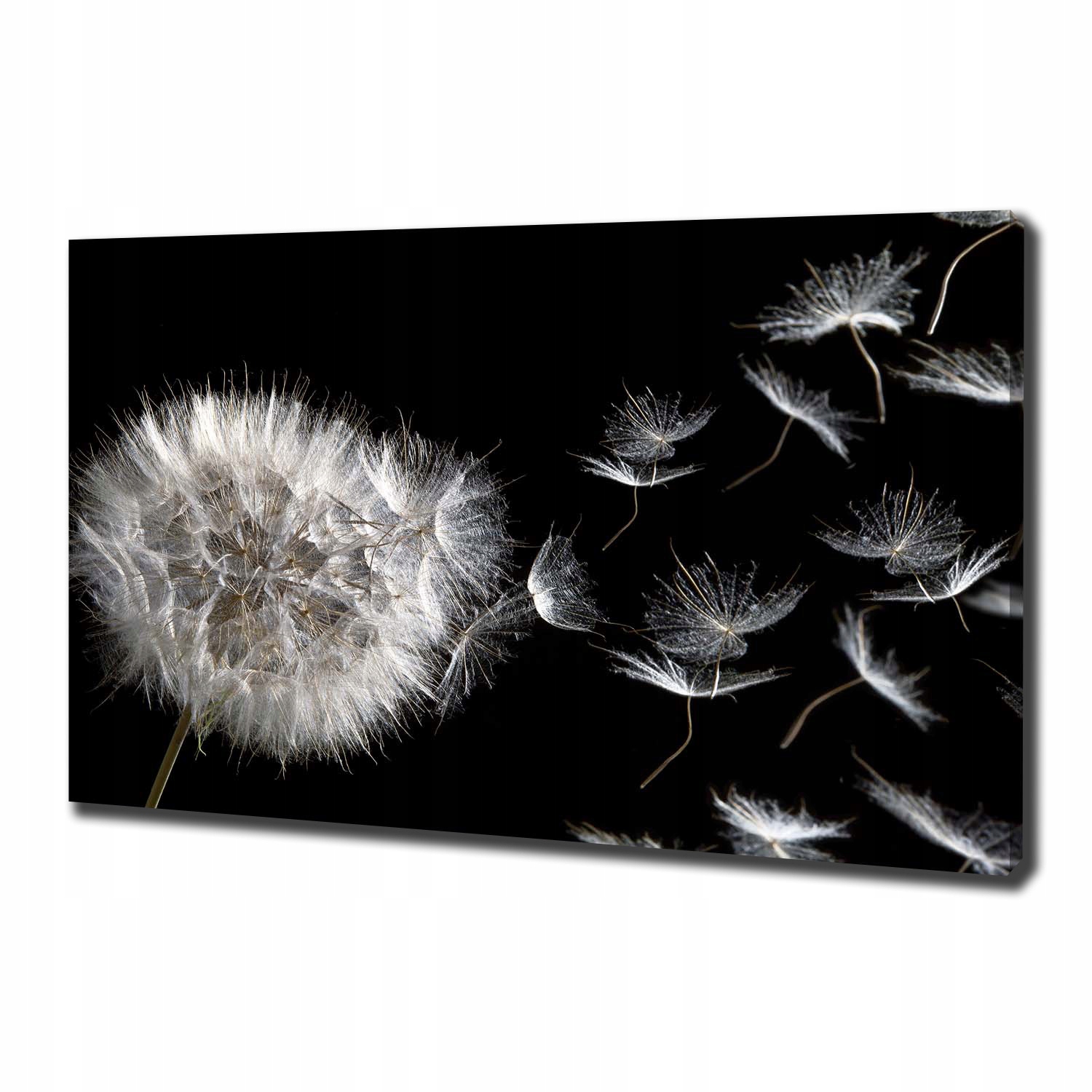 

Foto obraz canvas na ścianę Dmuchawiec 100x70 cm